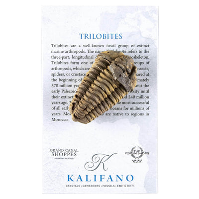 KALIFANO Fossils & Minerals Large Trilobite from Morocco TR59