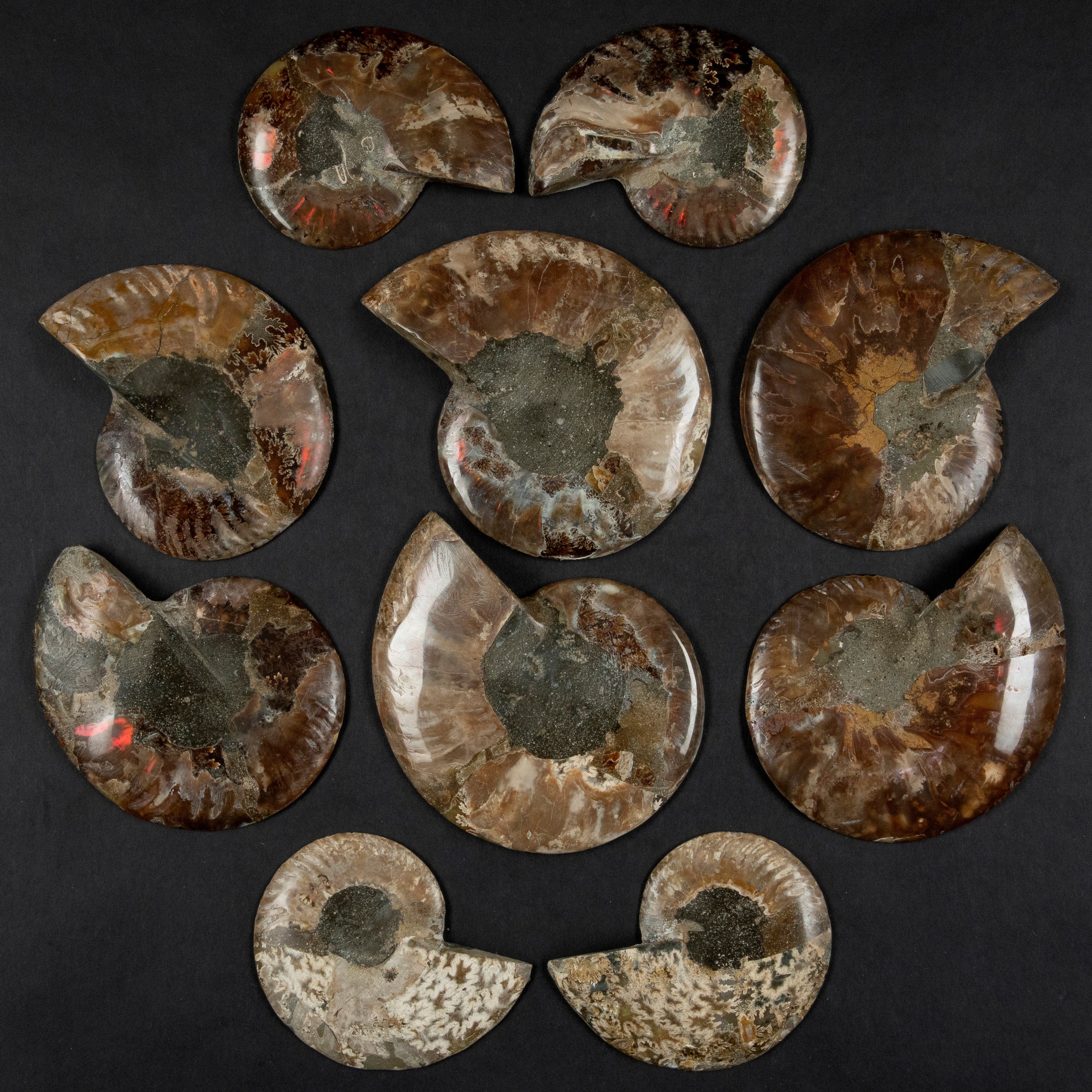 Kalifano Fossils & Minerals Natural Ammonite Pair from Madagascar - 4-6" AMM600