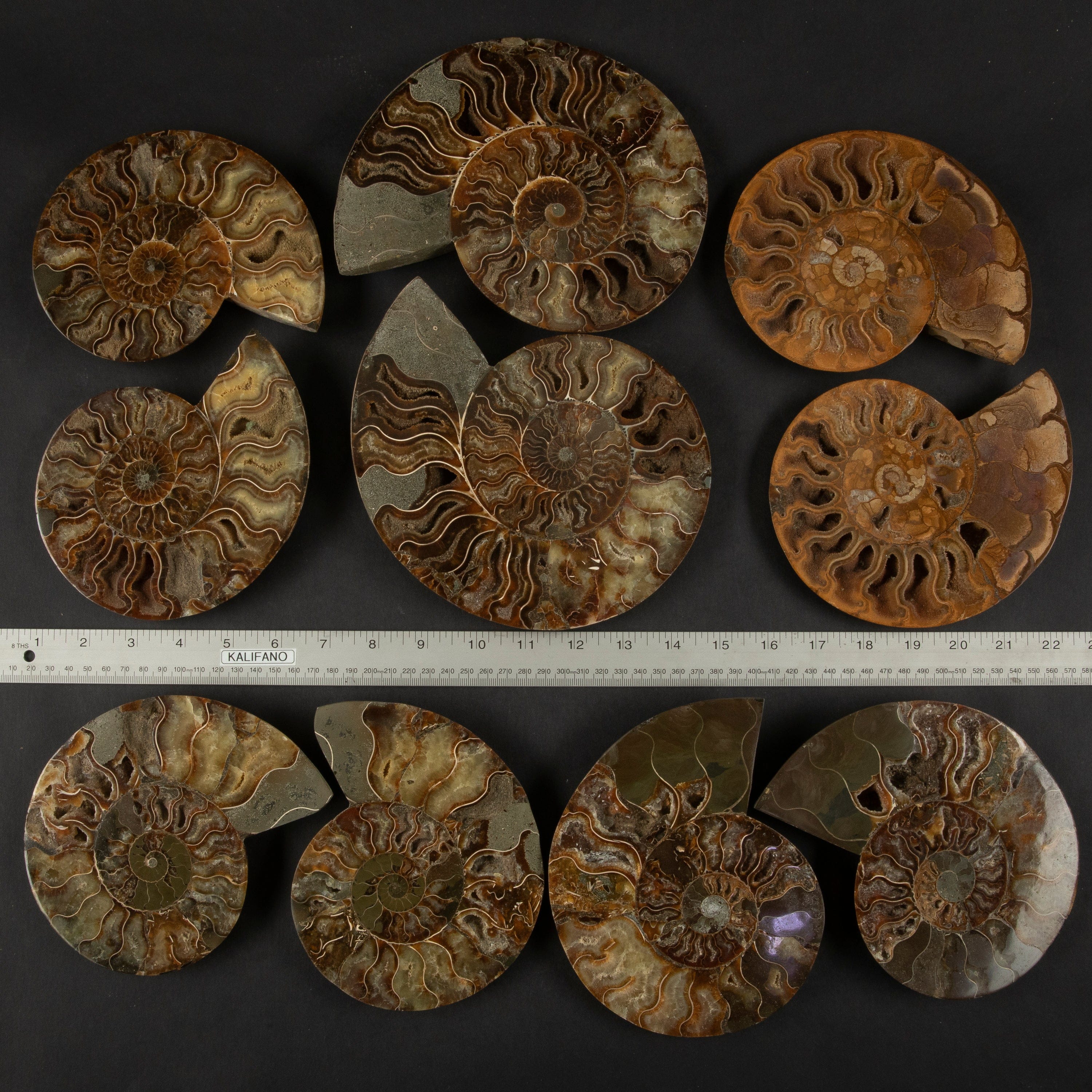 Kalifano Fossils & Minerals Natural Ammonite Pair from Madagascar - 6-8" AMM1200