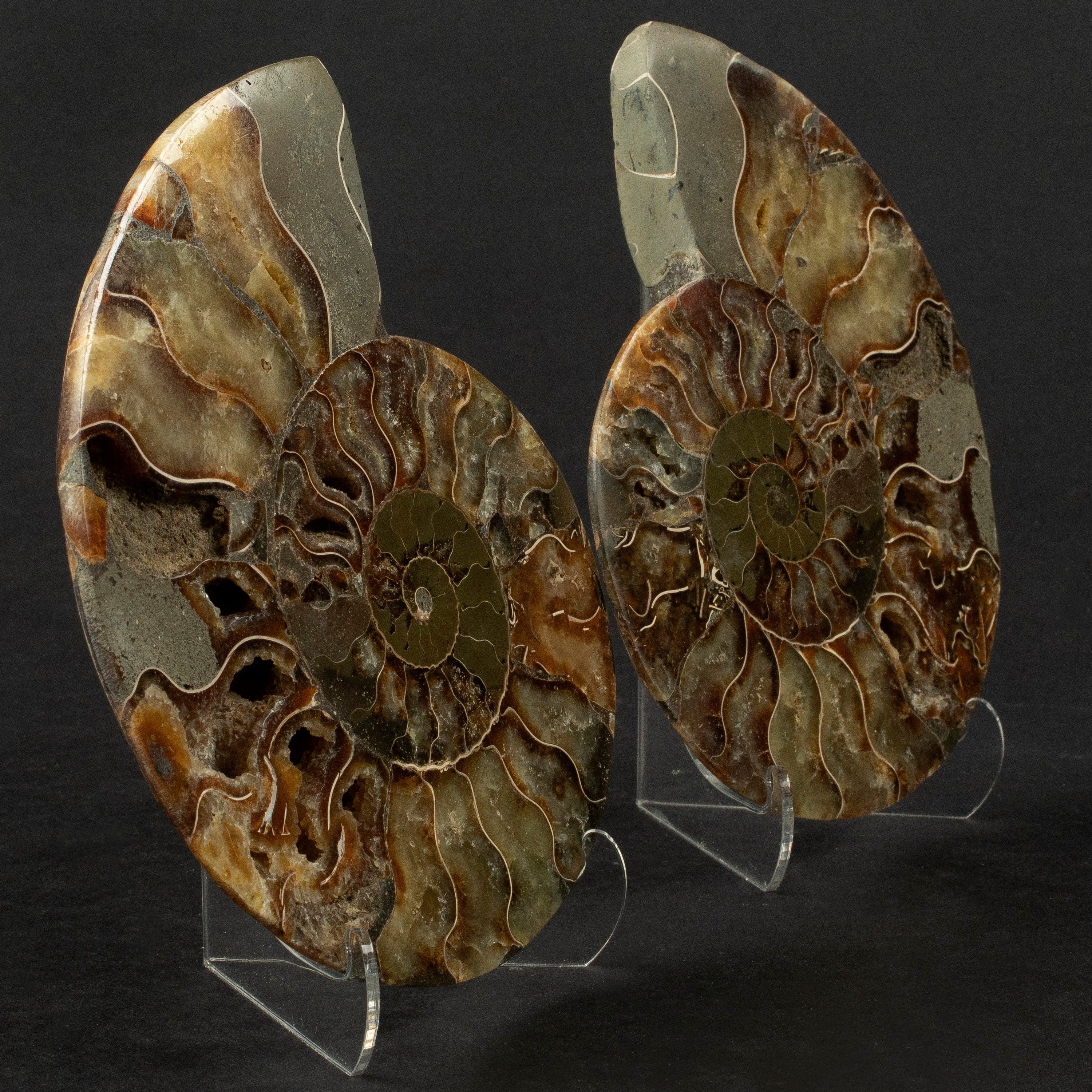 Kalifano Fossils & Minerals Natural Ammonite Pair from Madagascar - 6-8" AMM1200