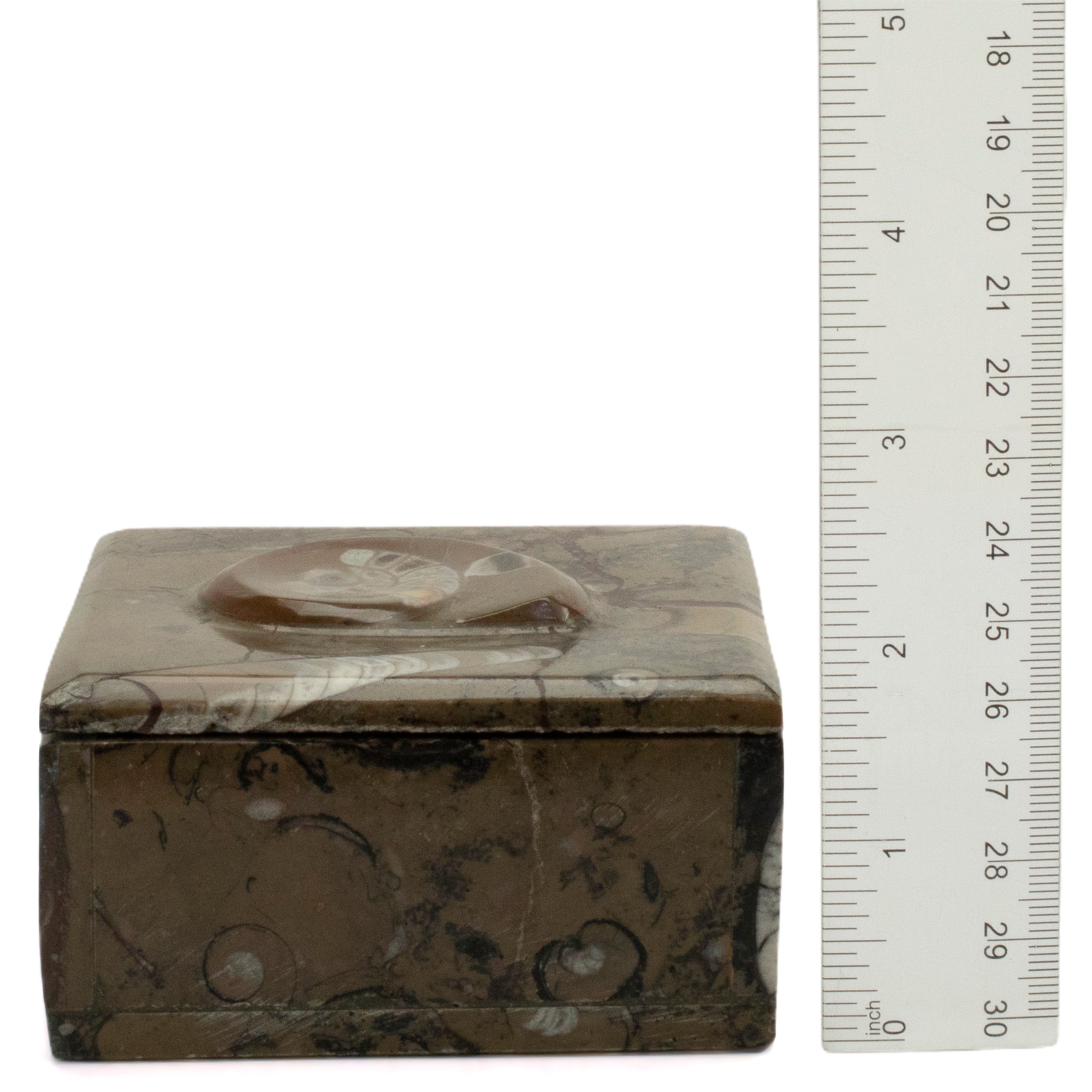 Kalifano Fossils & Minerals Natural Ammonite Vanity Box from Morocco - Square & Brown SVA-AMM-BN1