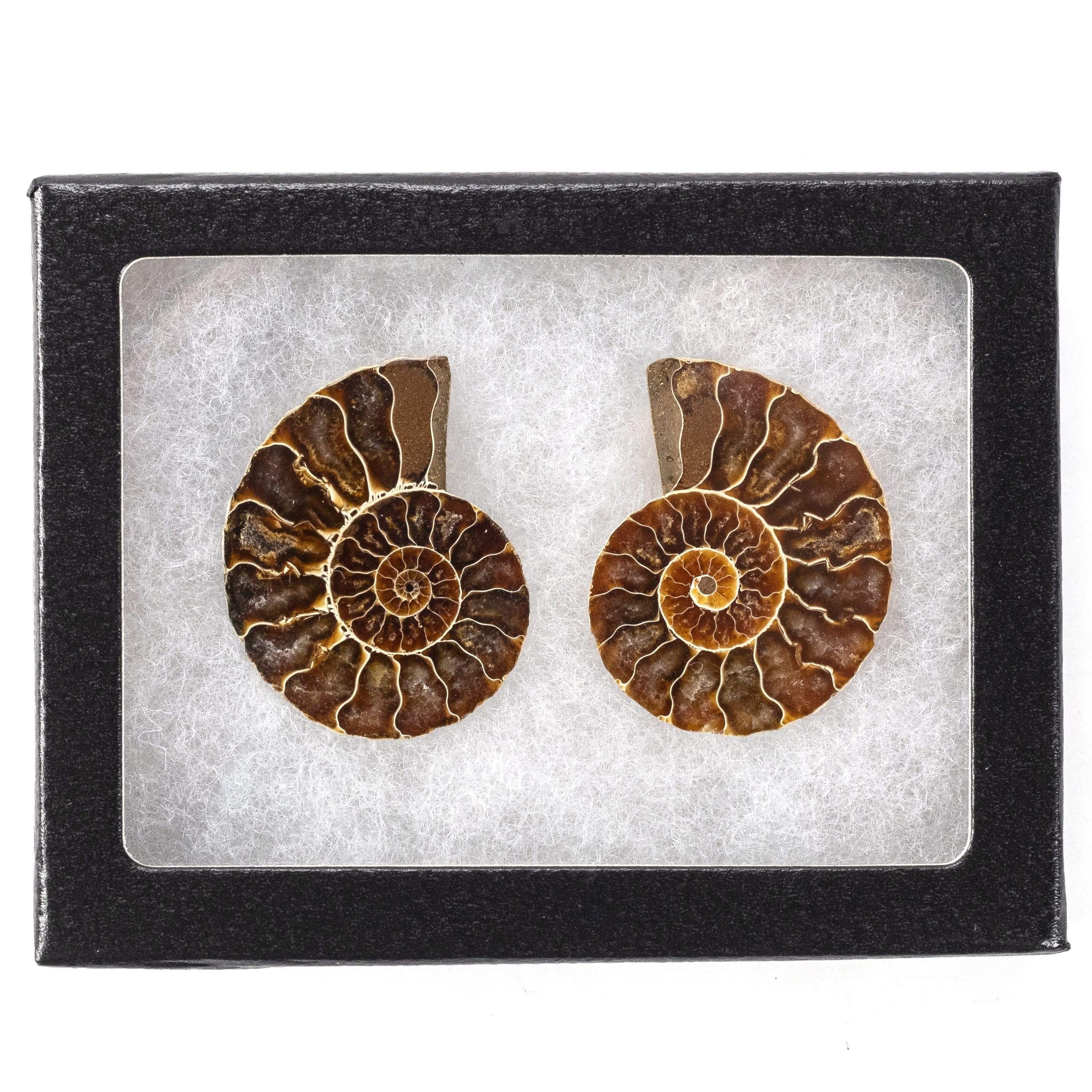 Kalifano Fossils & Minerals Natural Extinct Ammonite Shell Pair from Madagascar AMM59