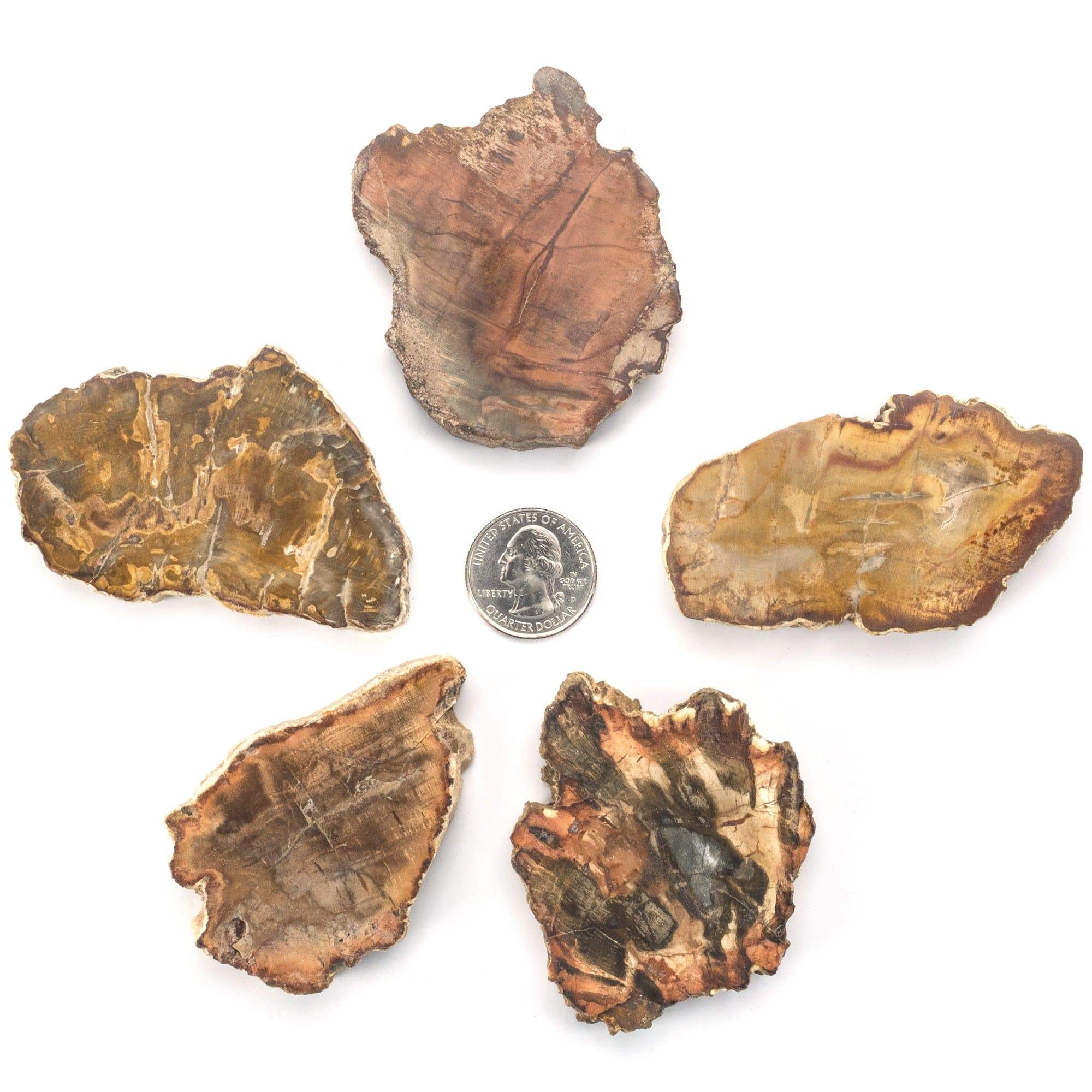 Kalifano Fossils & Minerals PW39 - Petrified Wood - Madagascar PW39