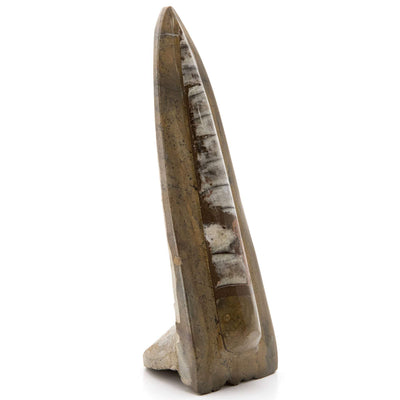 Kalifano Fossils & Minerals Standing Moroccan Orthoceras Fossil ORD160