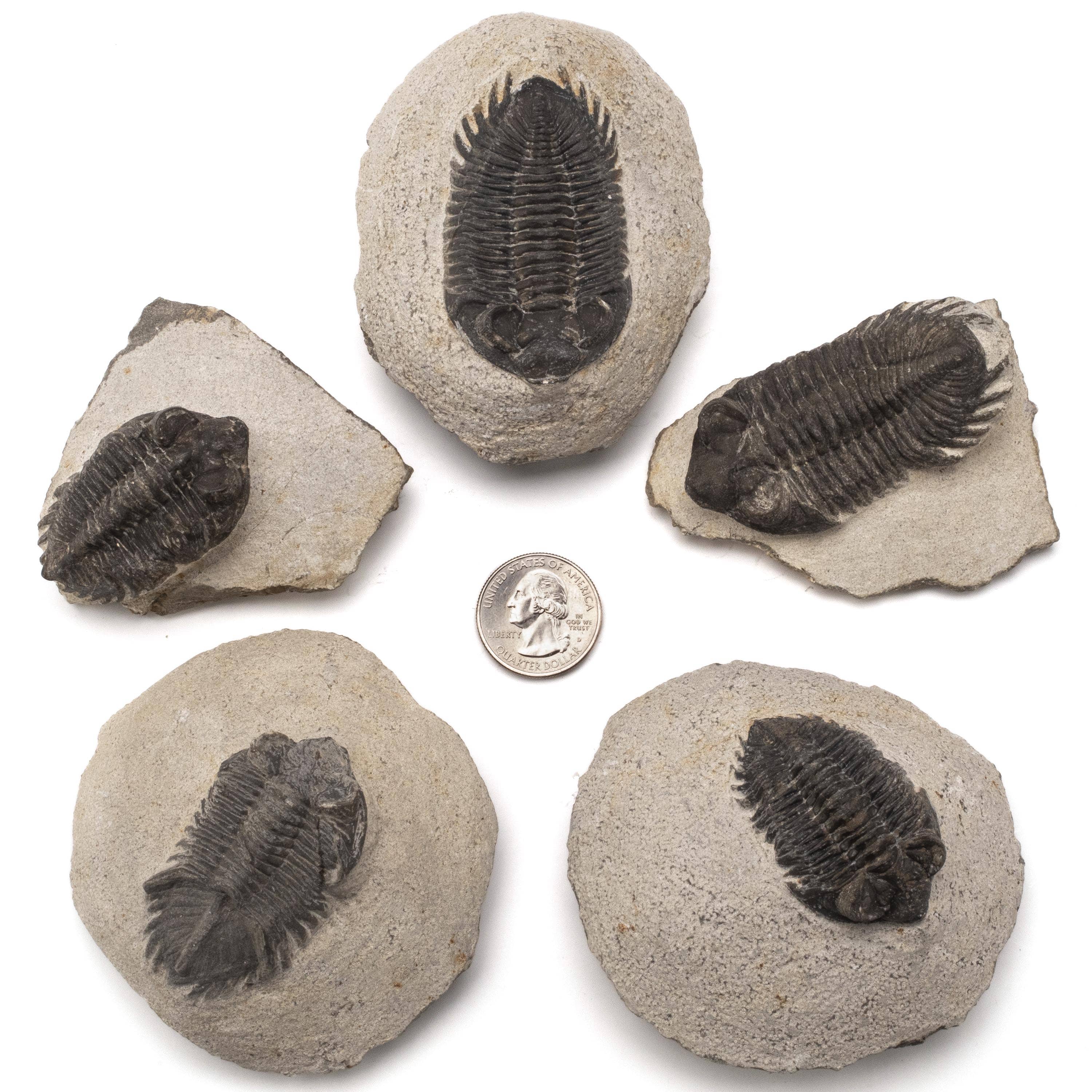 Kalifano Fossils & Minerals TR200 - Trilobite - Morocco TR200