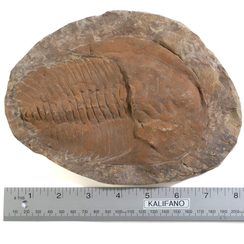 Kalifano Fossils & Minerals Trilobite (Order Ptychopariida) in Matrix from Morocco TR2400-PT