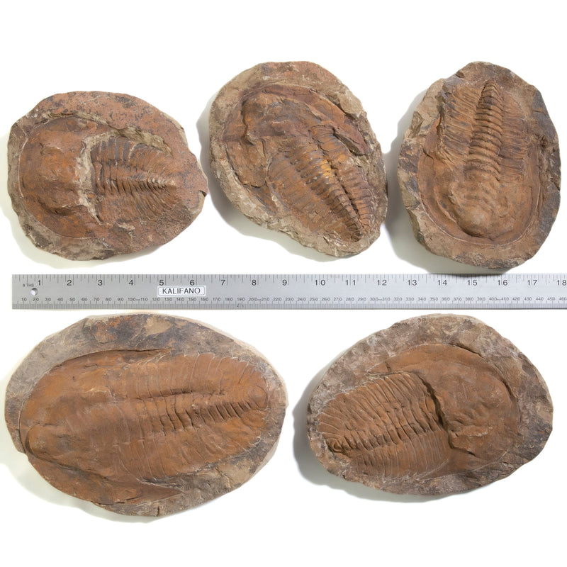 Kalifano Fossils & Minerals Trilobite (Order Ptychopariida) in Matrix from Morocco TR2400-PT