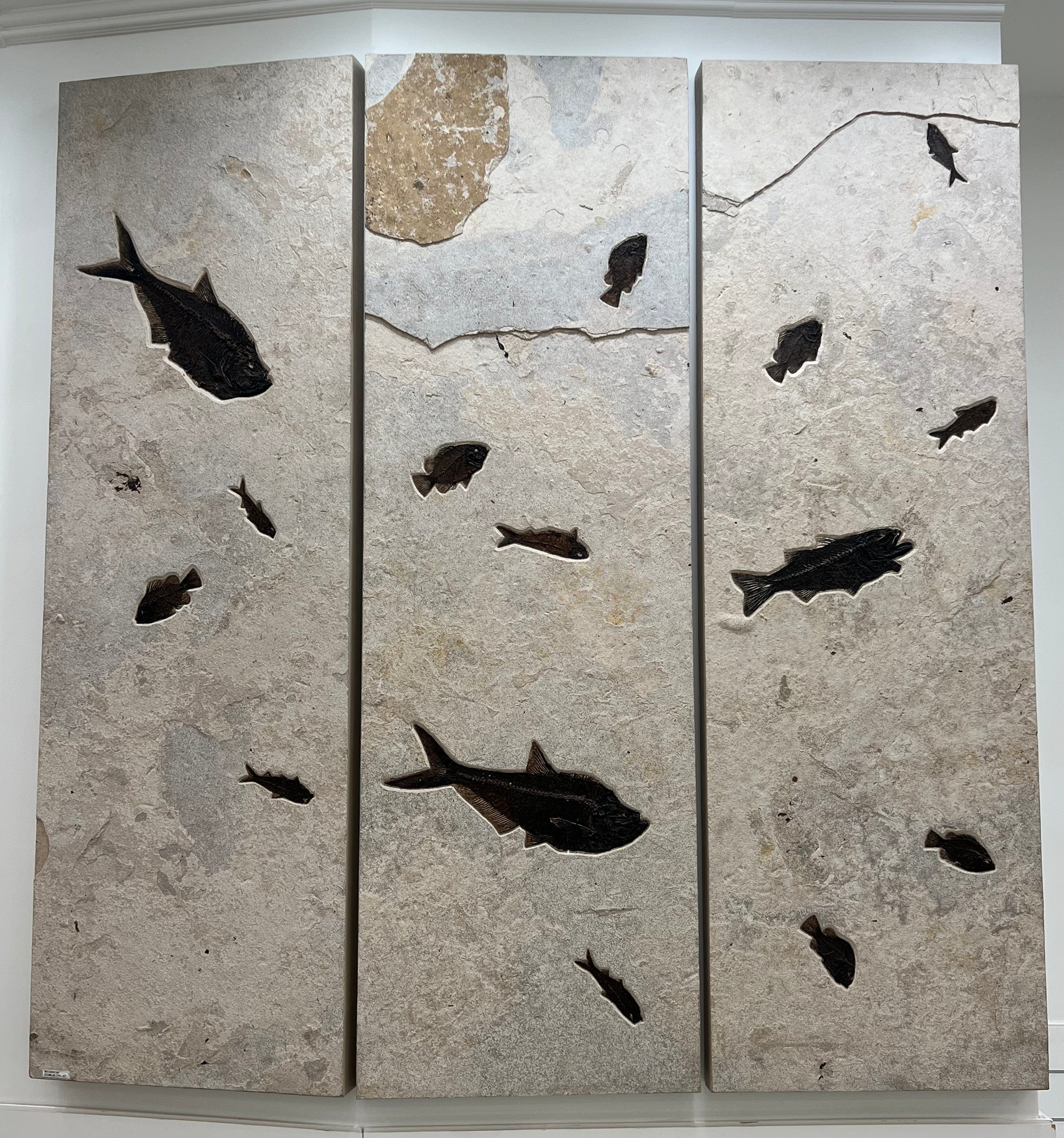 Kalifano Green River Fossil Triple Panel Wyoming Green River Formation Fish Fossil - 23" x 72" FF120000.002