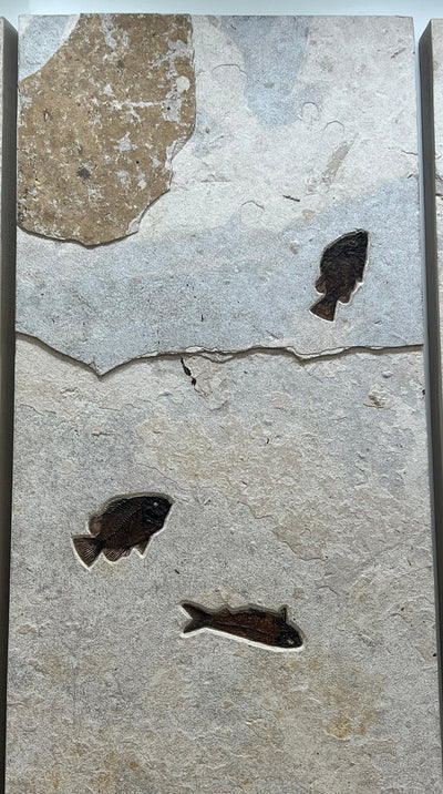 Kalifano Green River Fossil Triple Panel Wyoming Green River Formation Fish Fossil - 23" x 72" FF120000.002