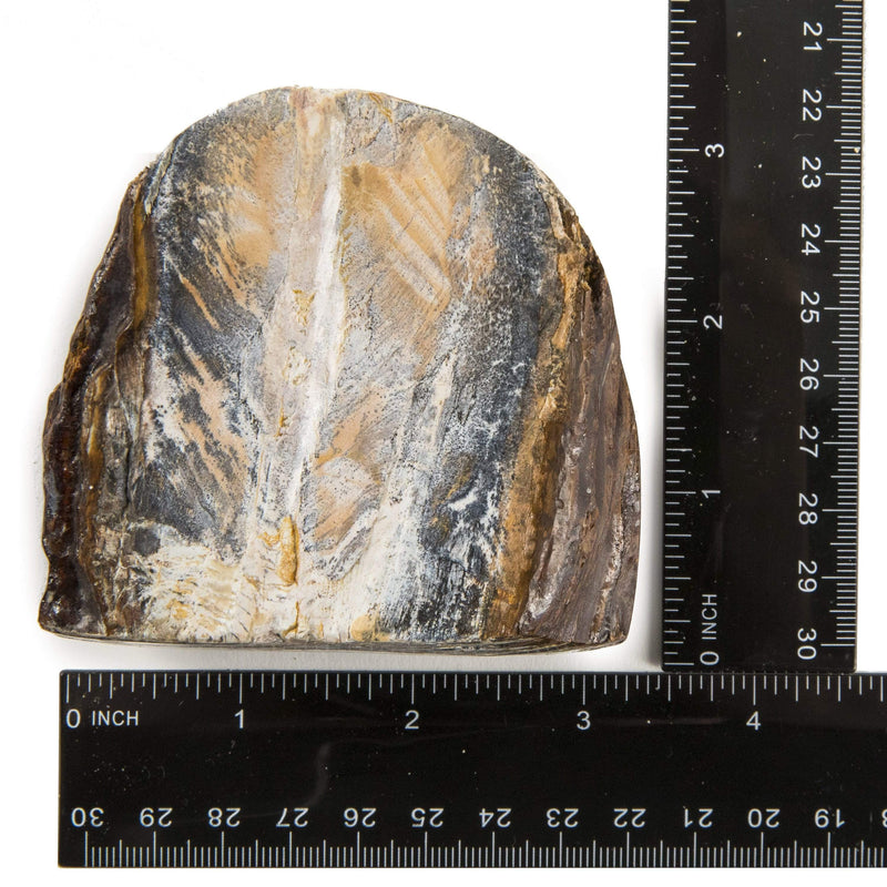 Kalifano Mammoth Molars Authentic Polished Columbian Mammoth Molar Section - 2.75 in WM800.002