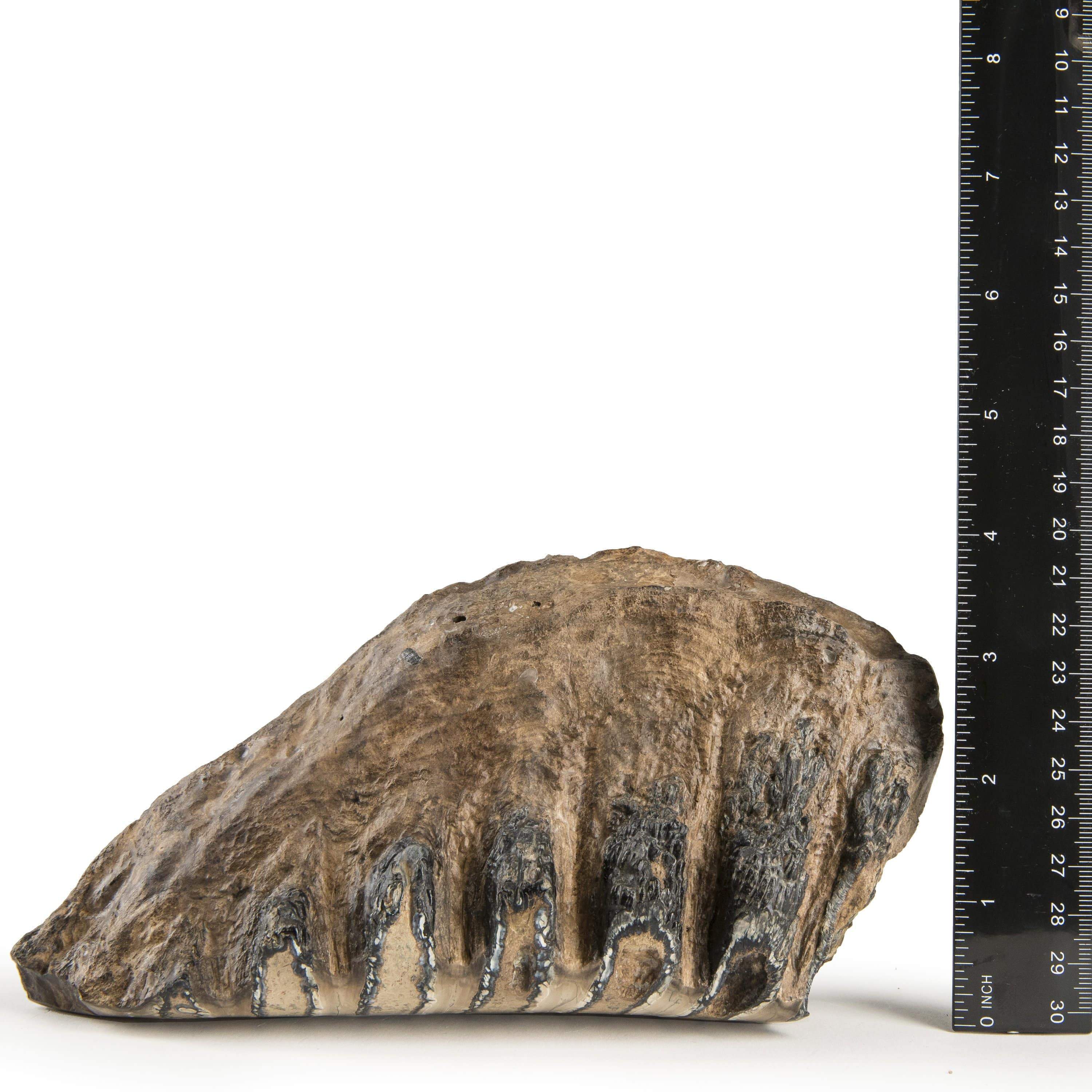 Kalifano Mammoth Molars Authentic Polished Columbian Mammoth Molar Section - 4 in WM4000.002