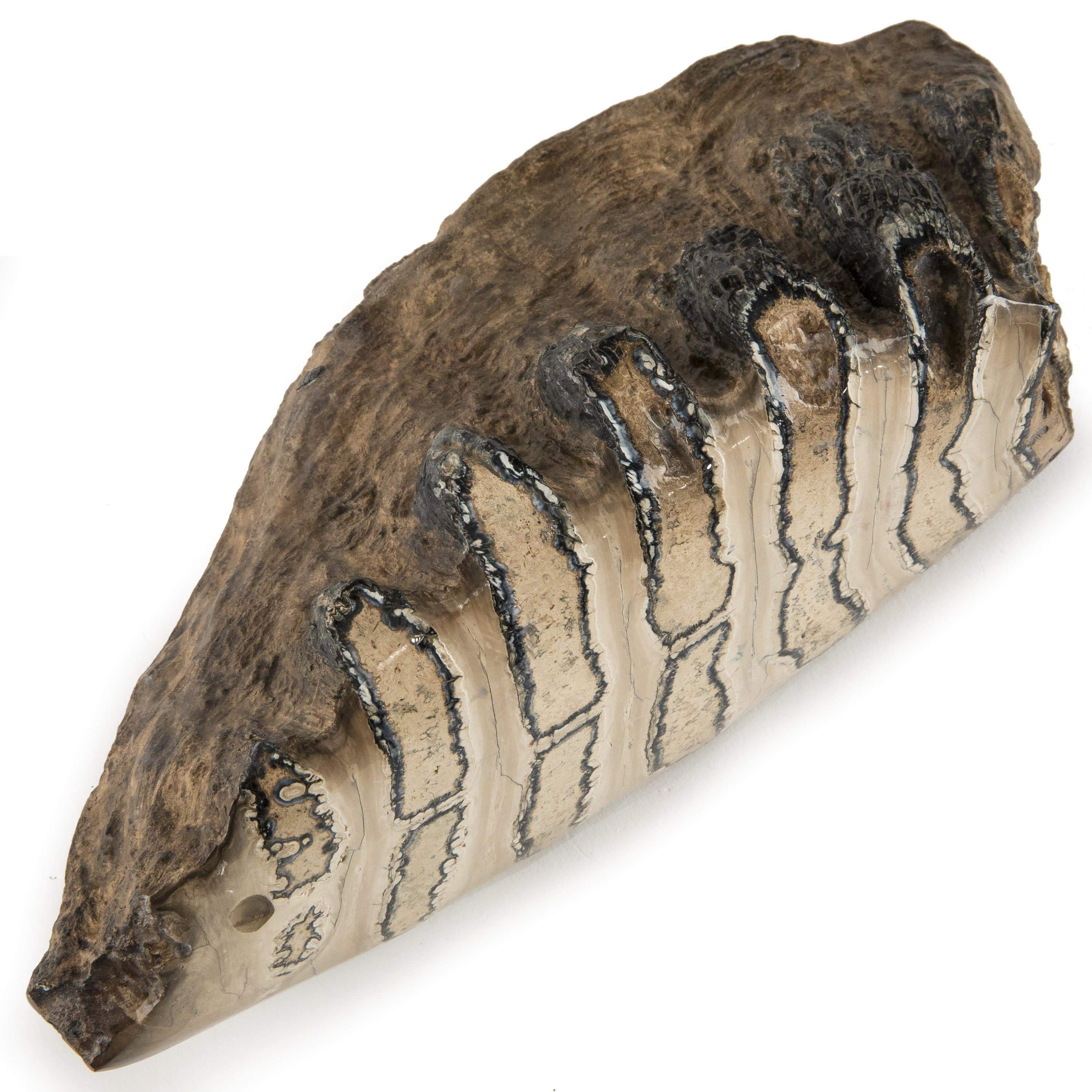 Kalifano Mammoth Molars Authentic Polished Columbian Mammoth Molar Section - 4 in WM4000.002