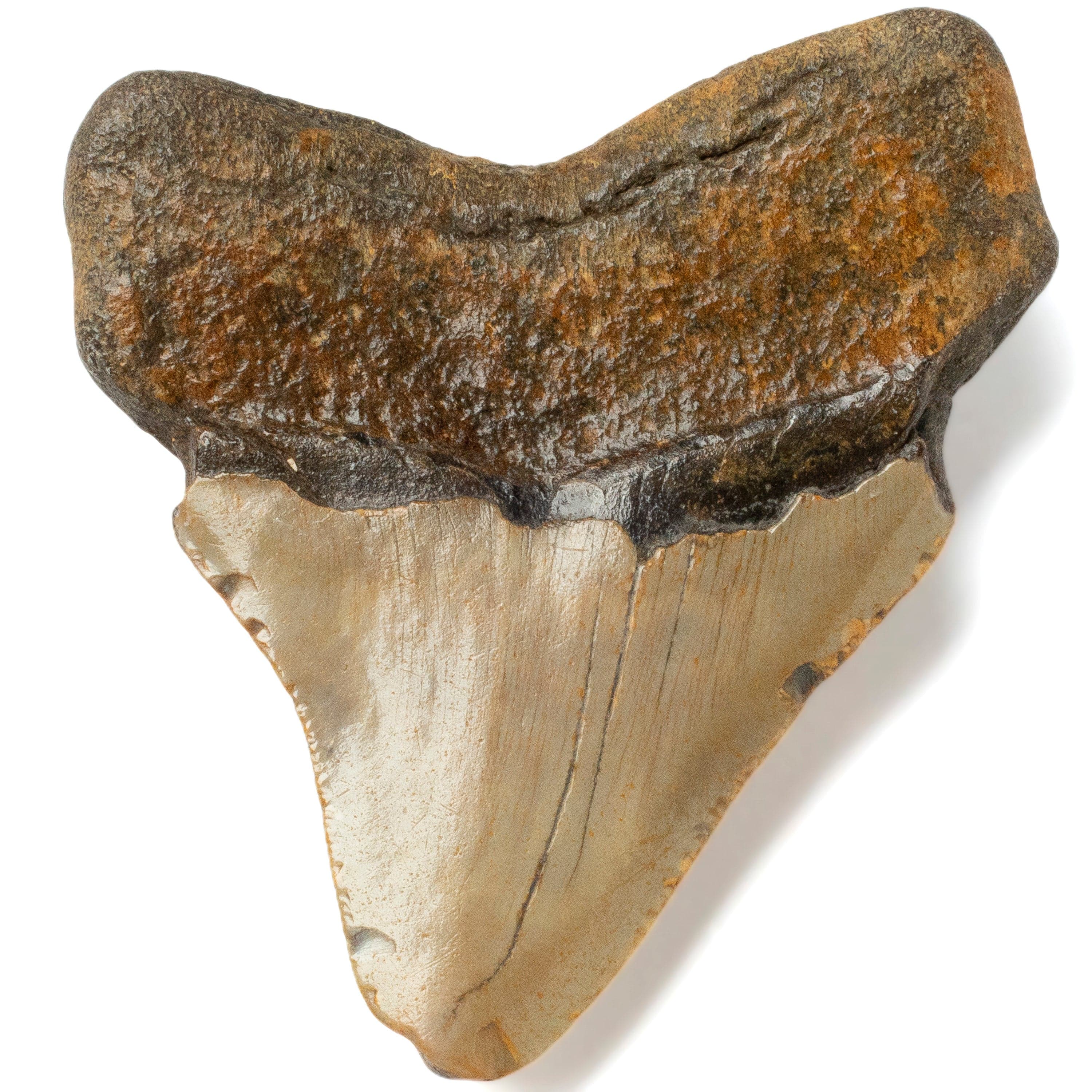 Kalifano Megalodon Teeth Megalodon Tooth from South Carolina - 3.0" ST1000.013