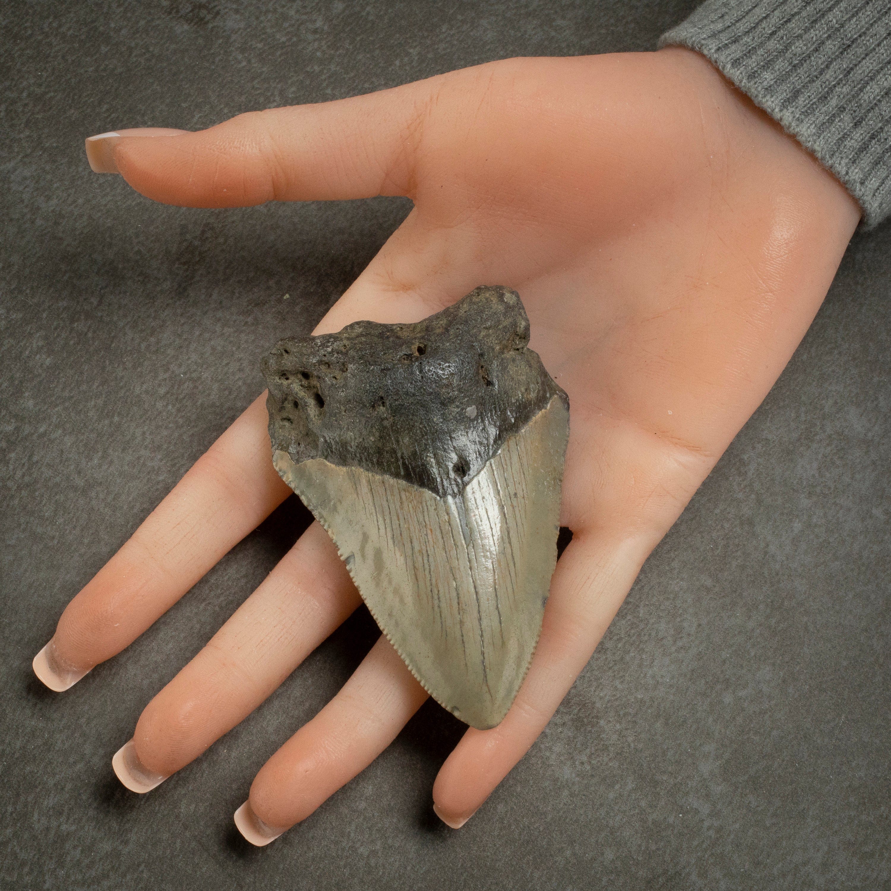 Kalifano Megalodon Teeth Megalodon Tooth from South Carolina - 3.1" ST1000.030