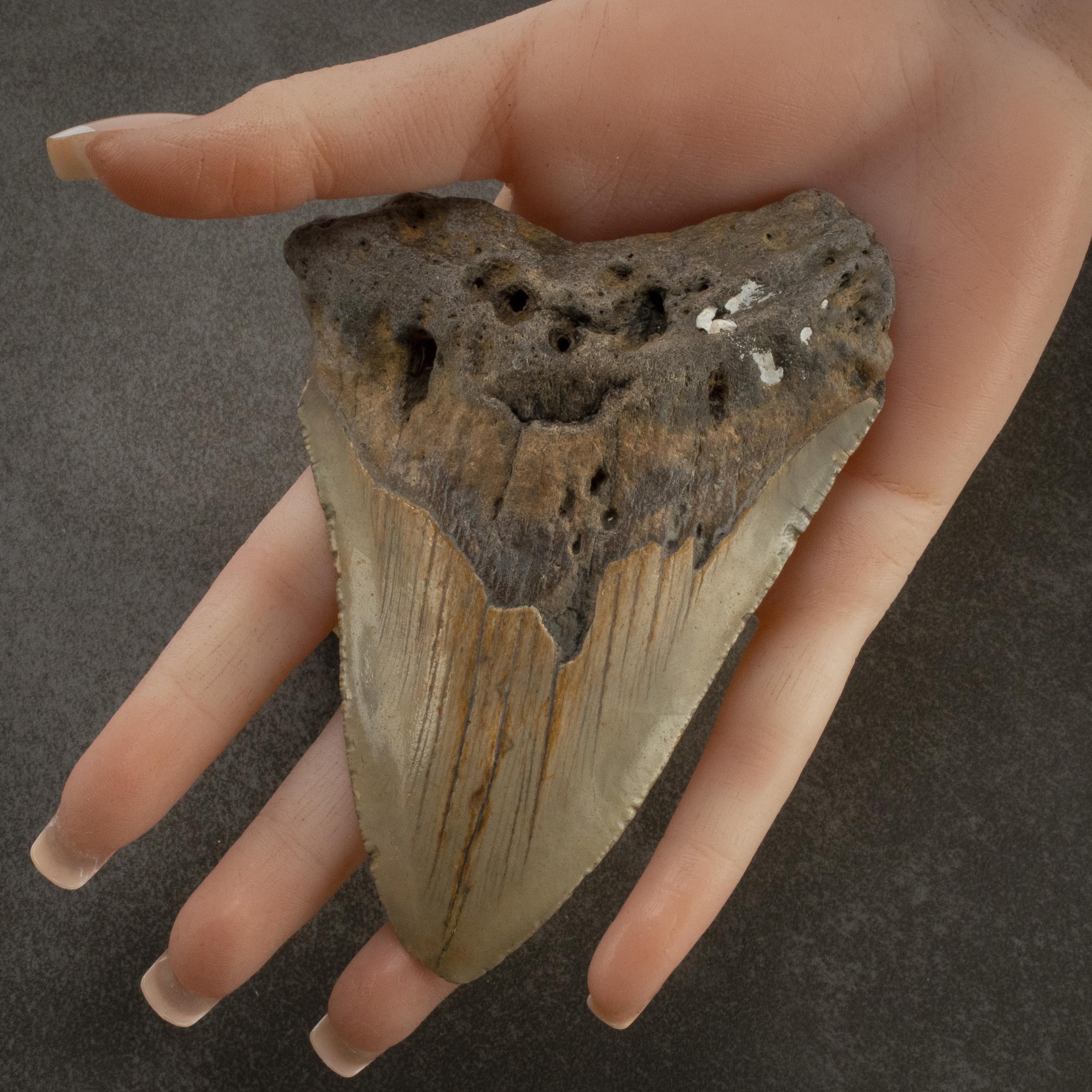 Kalifano Megalodon Teeth Megalodon Tooth from South Carolina - 3.2" ST2000.088