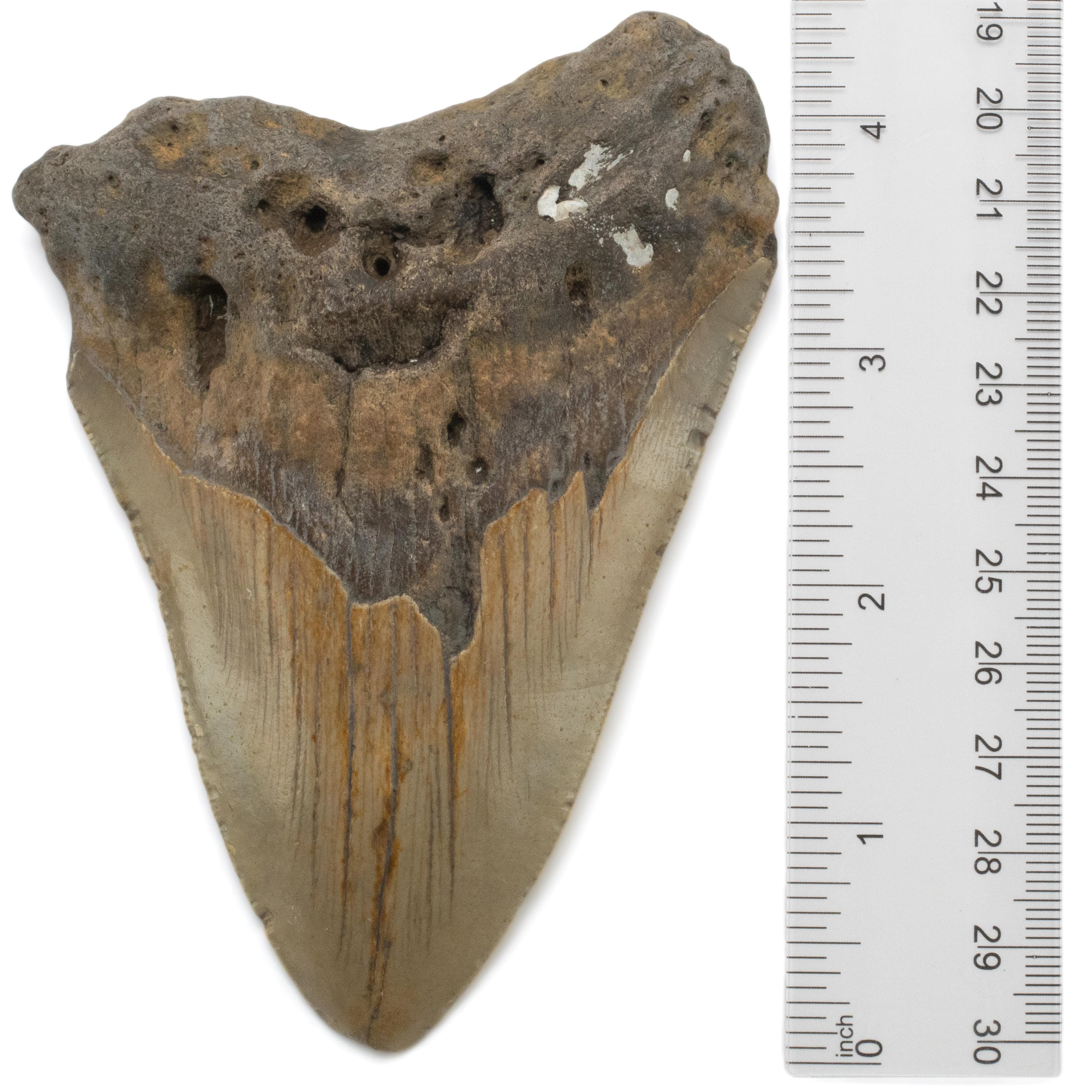 Kalifano Megalodon Teeth Megalodon Tooth from South Carolina - 3.2" ST2000.088