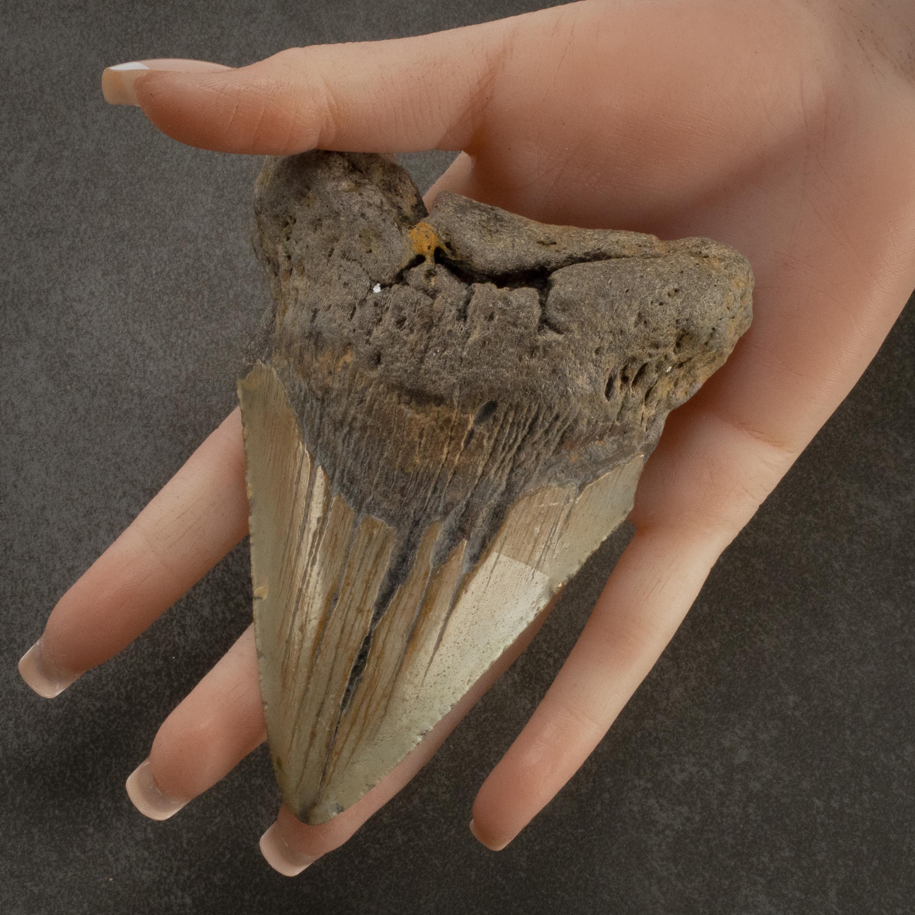 Kalifano Megalodon Teeth Megalodon Tooth from South Carolina - 3.3" ST2000.091
