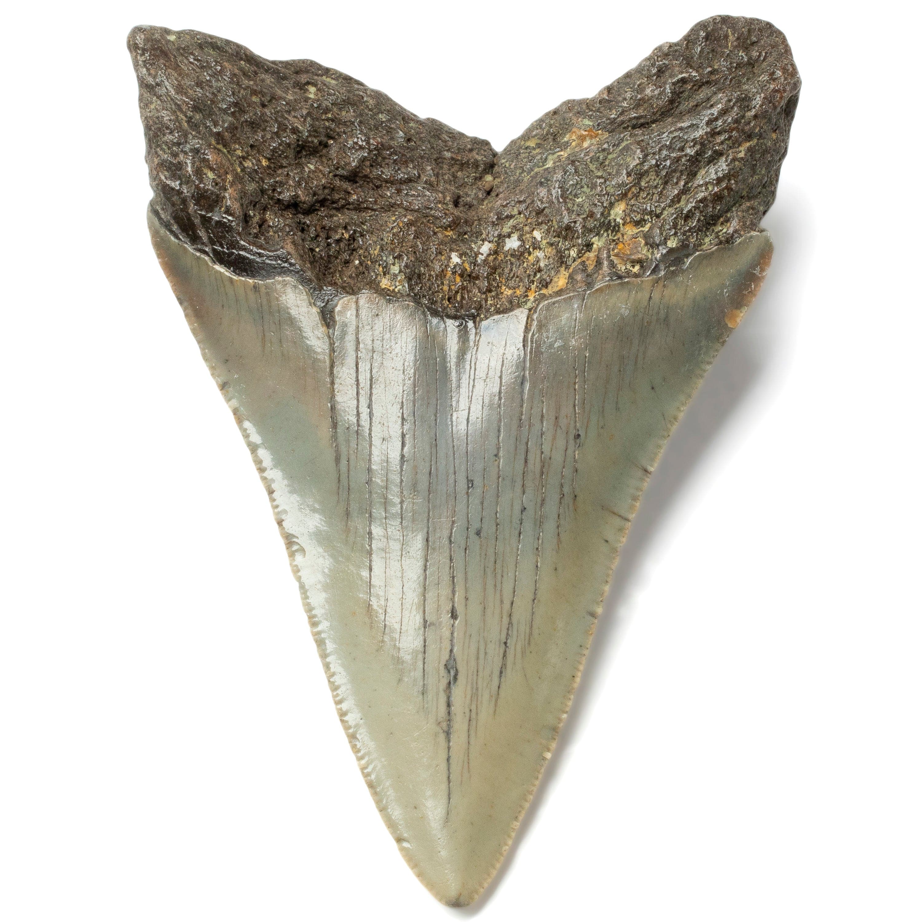 Kalifano Megalodon Teeth Megalodon Tooth from South Carolina - 3.4" ST1400.031