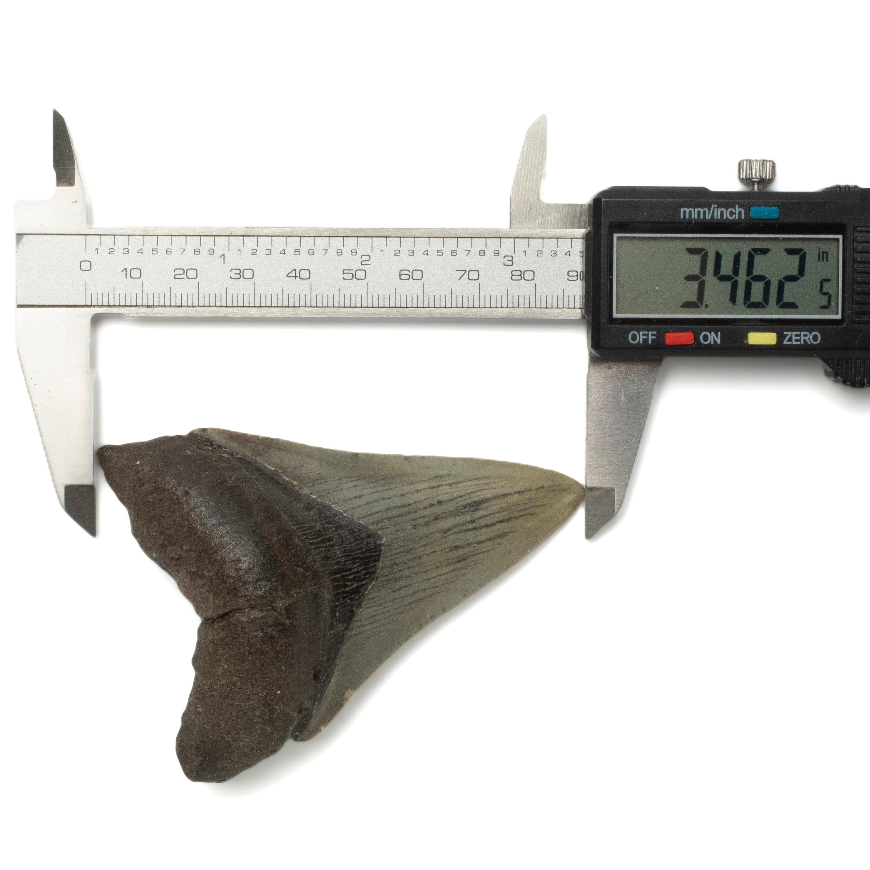 Kalifano Megalodon Teeth Megalodon Tooth from South Carolina - 3.4" ST1400.031