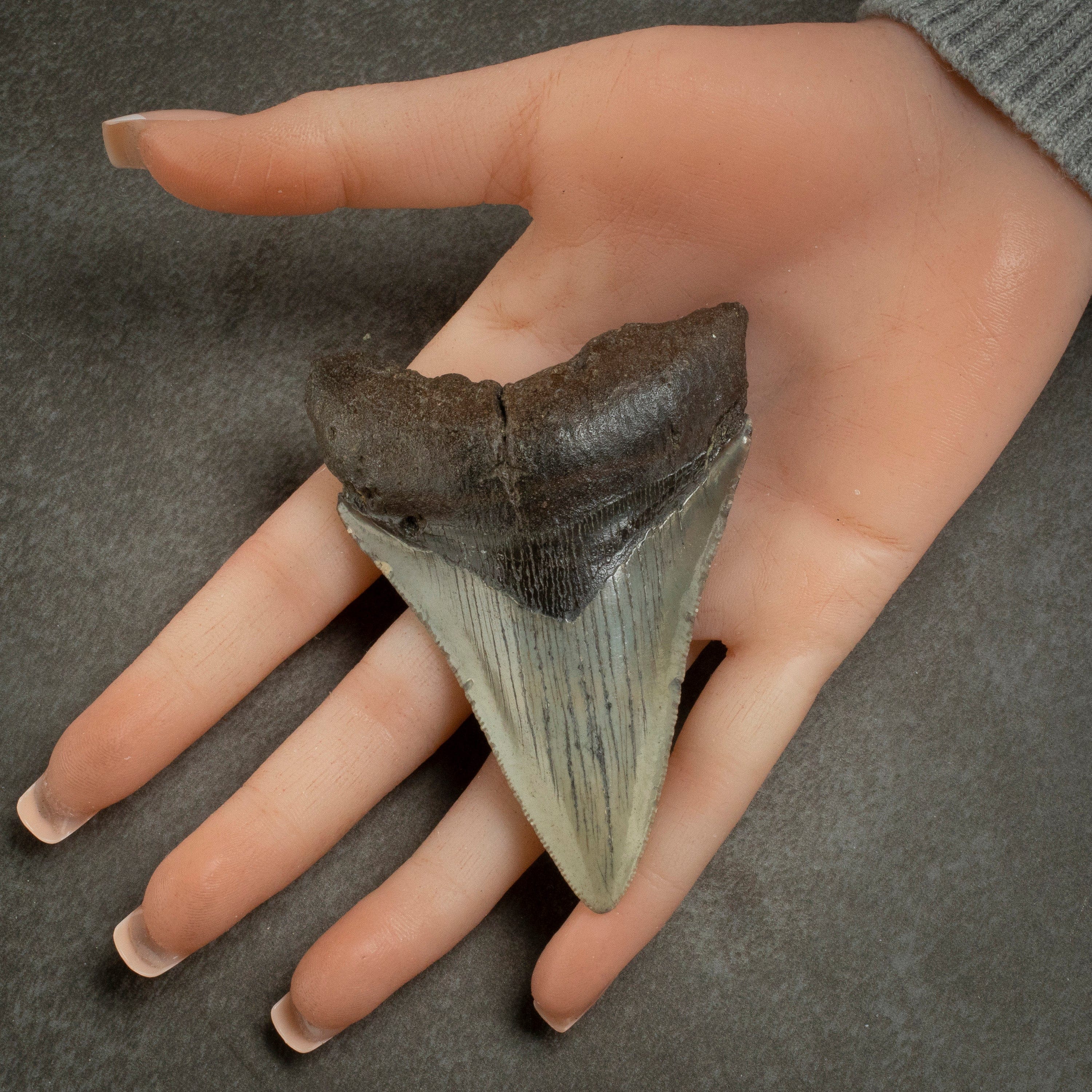 Kalifano Megalodon Teeth Megalodon Tooth from South Carolina - 3.4" ST1400.031