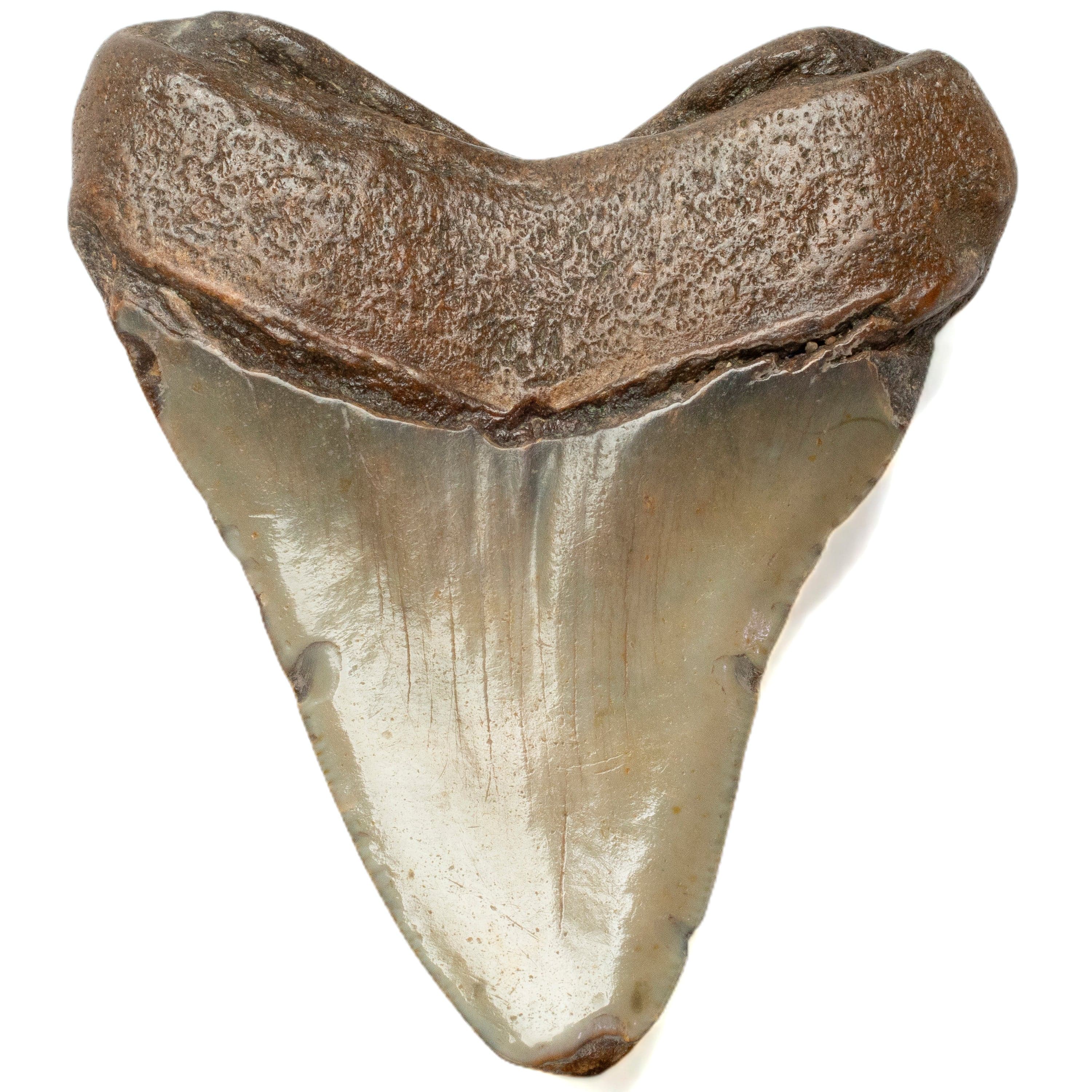 Kalifano Megalodon Teeth Megalodon Tooth from South Carolina - 3.4" ST1400.034