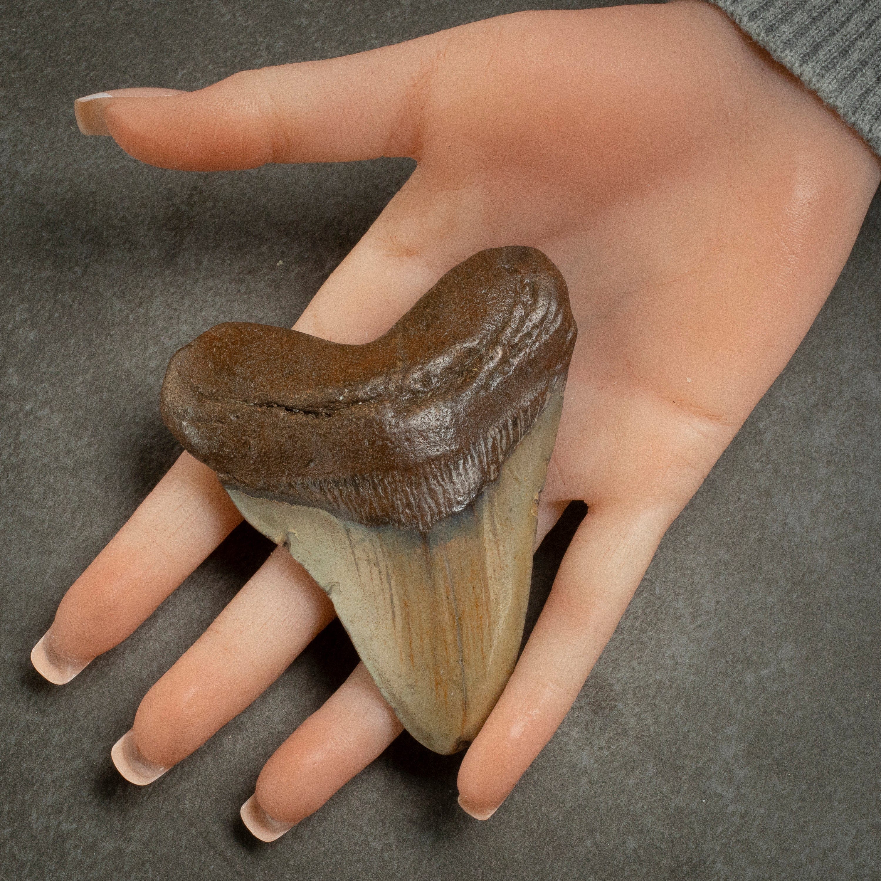 Kalifano Megalodon Teeth Megalodon Tooth from South Carolina - 3.4" ST1400.034