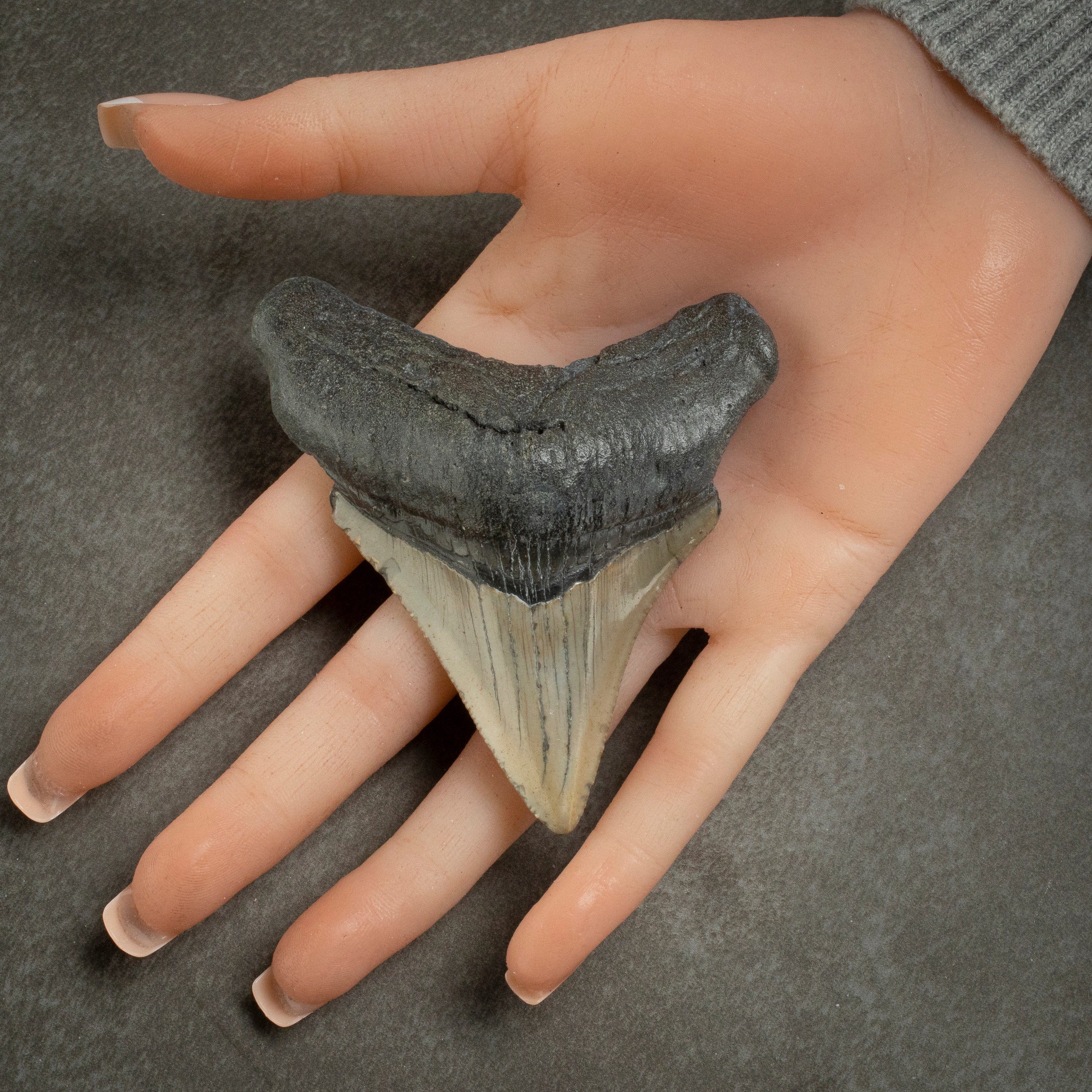 Kalifano Megalodon Teeth Megalodon Tooth from South Carolina - 3.4" ST1400.037