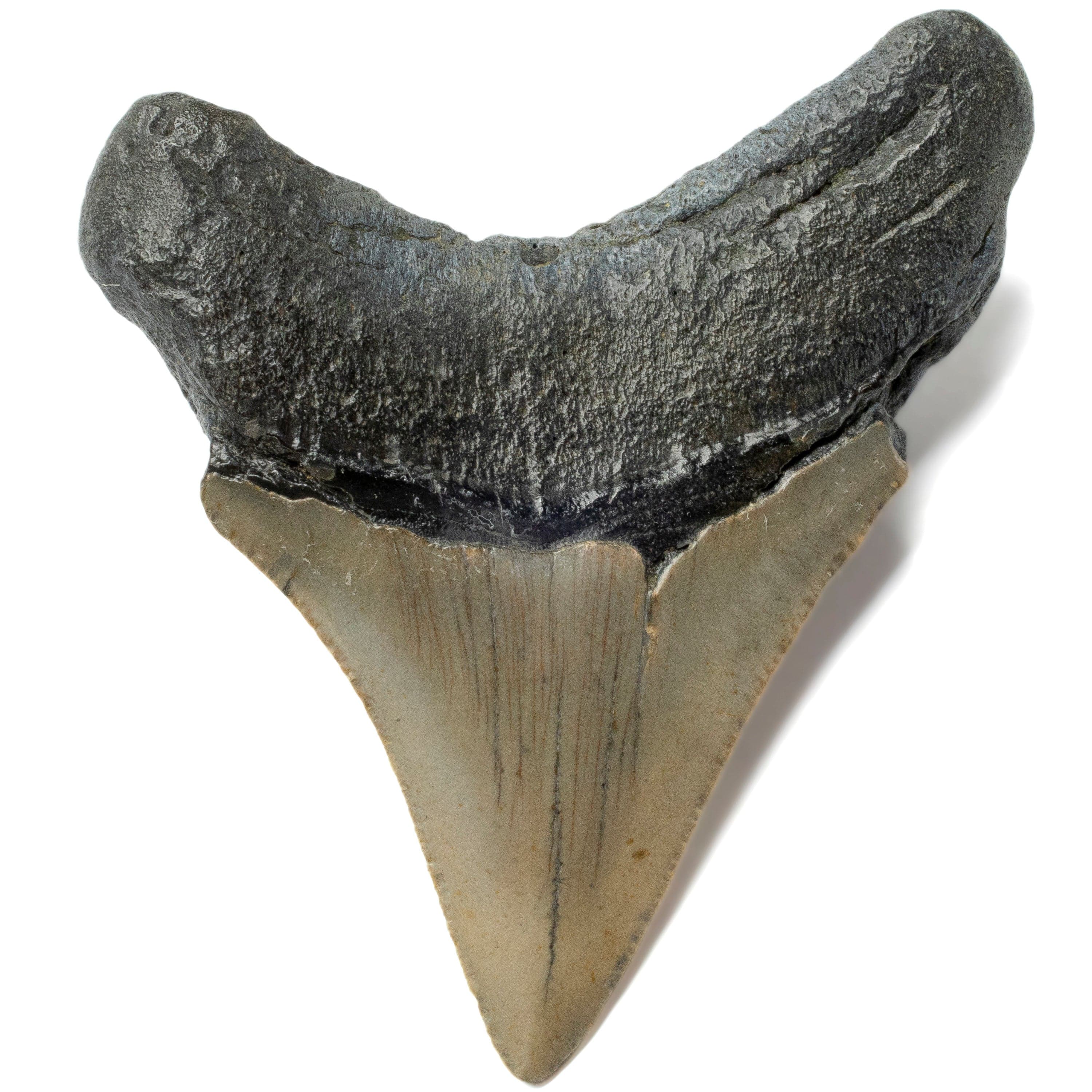 Kalifano Megalodon Teeth Megalodon Tooth from South Carolina - 3.4" ST1400.037