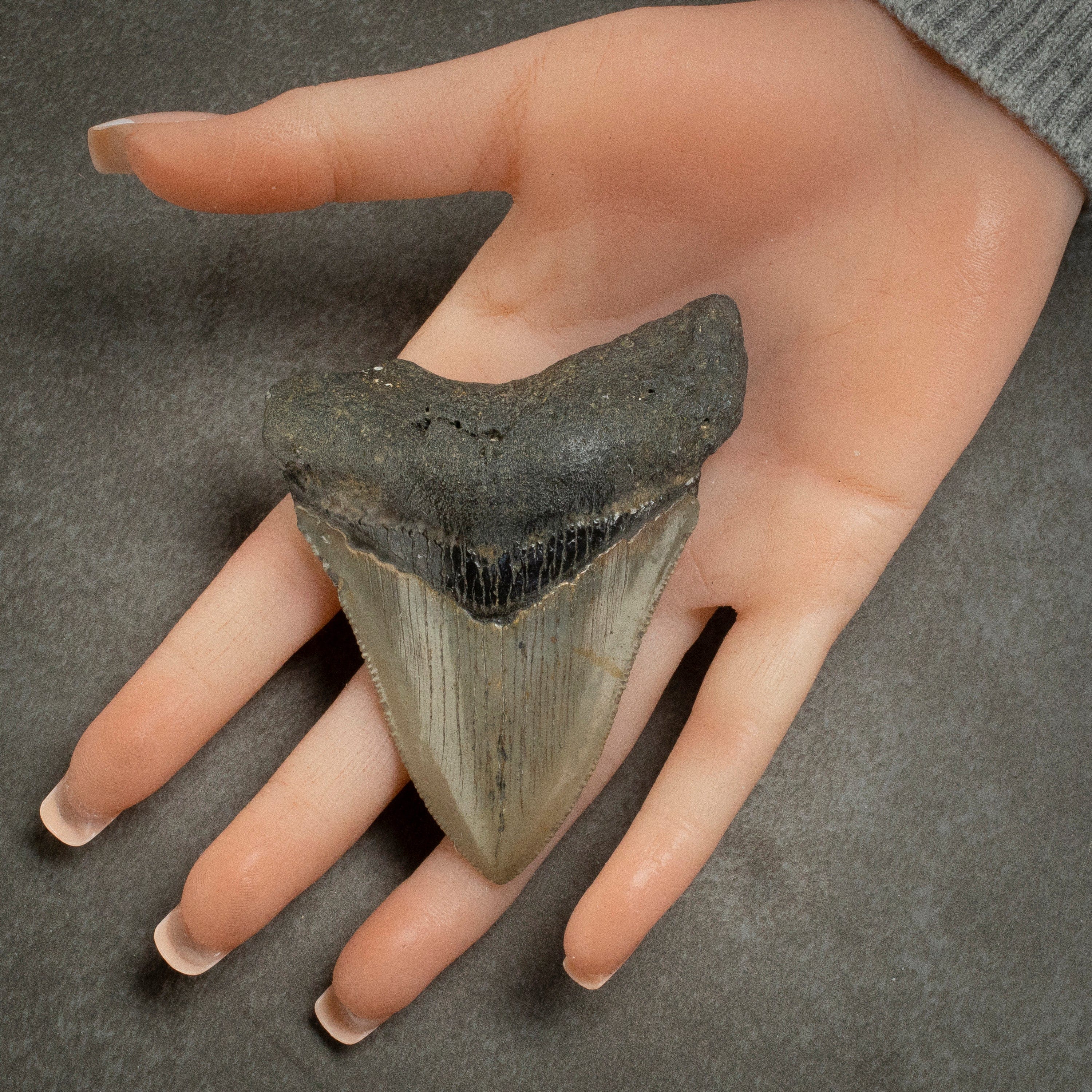 Kalifano Megalodon Teeth Megalodon Tooth from South Carolina - 3.4" ST1400.038