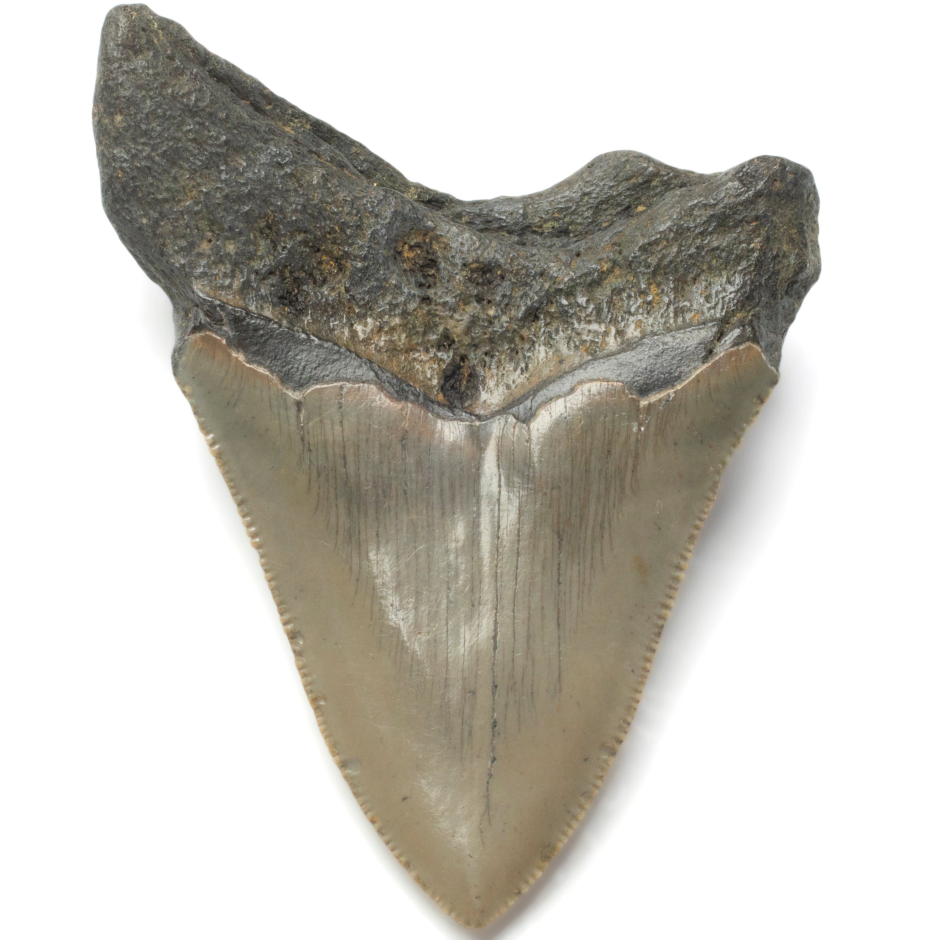 Kalifano Megalodon Teeth Megalodon Tooth from South Carolina - 3.4" ST1400.038