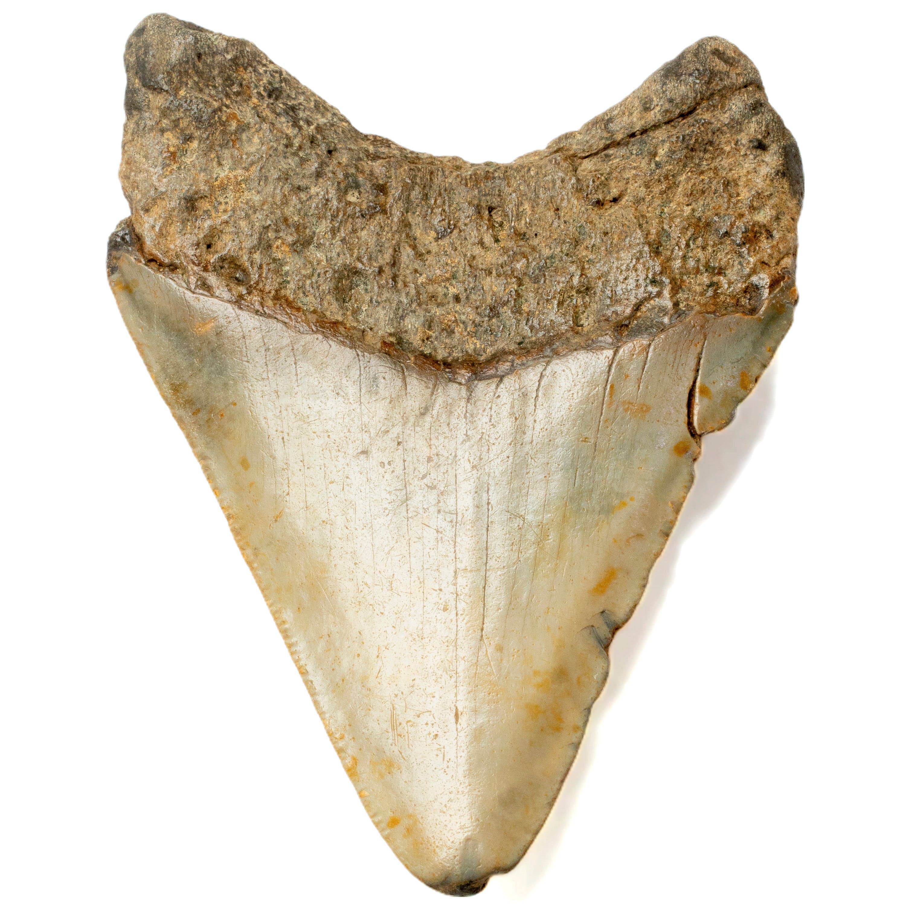 Kalifano Megalodon Teeth Megalodon Tooth from South Carolina - 3.4" ST1400.039