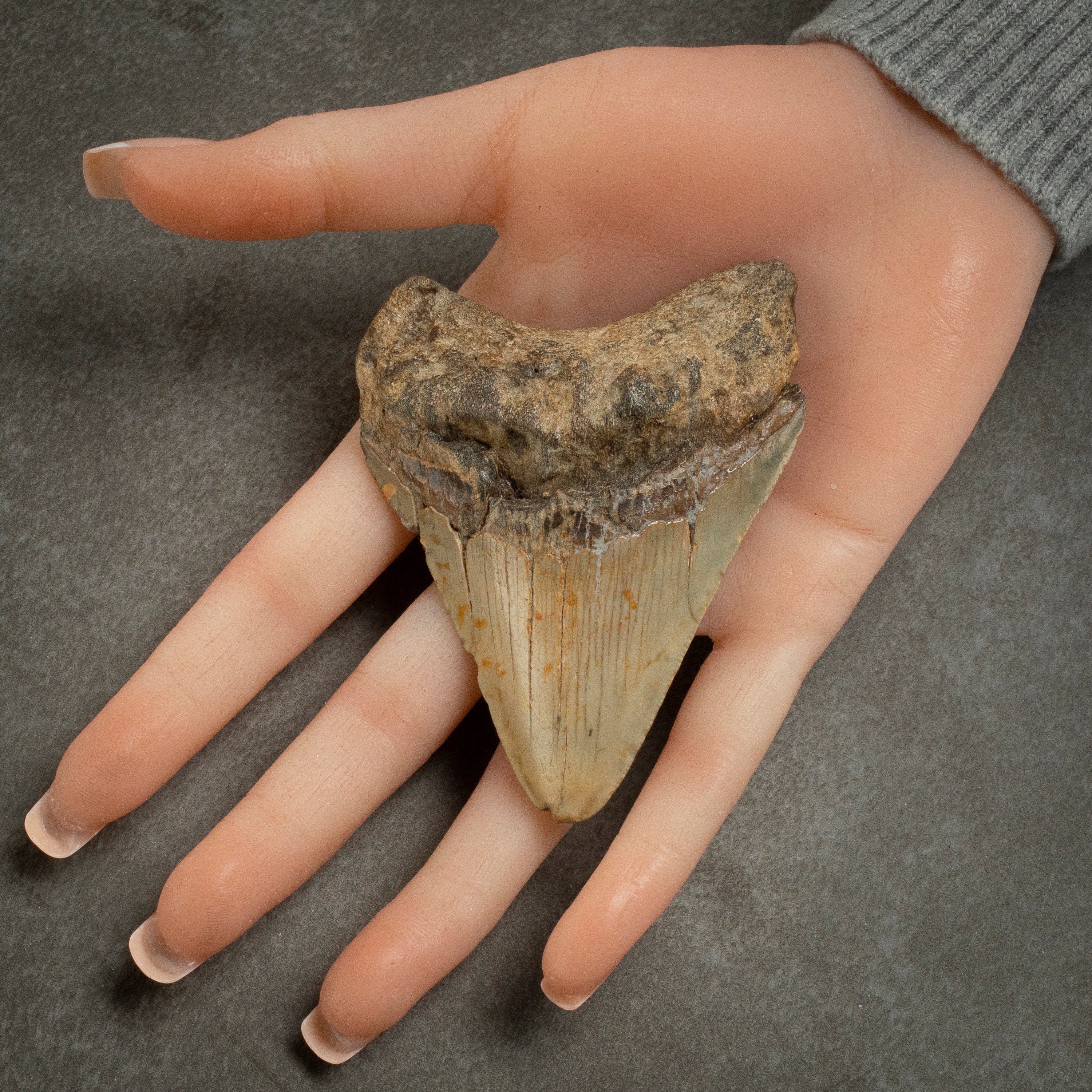 Megalodon Tooth from South Carolina - 3.4"