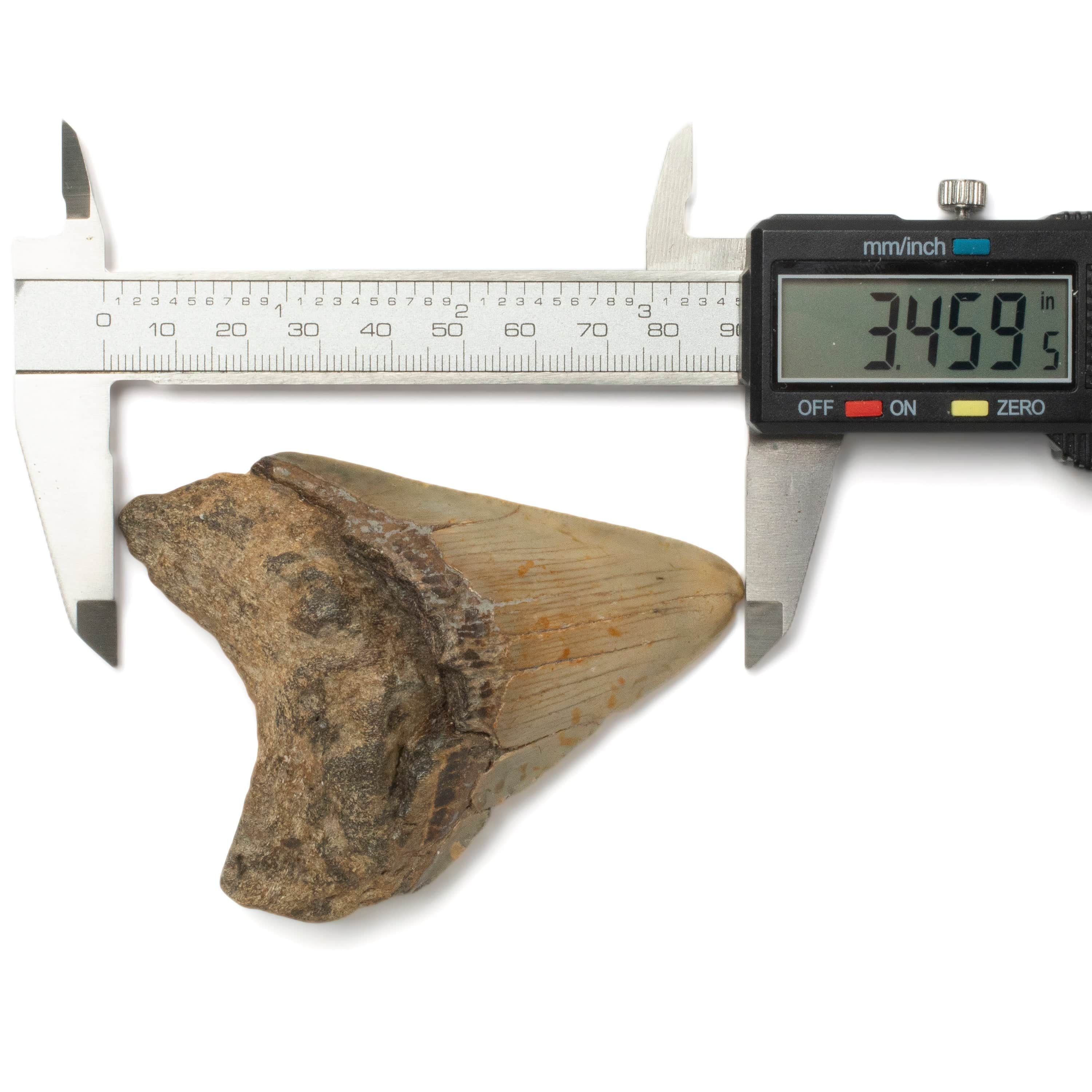 Kalifano Megalodon Teeth Megalodon Tooth from South Carolina - 3.4" ST1400.039