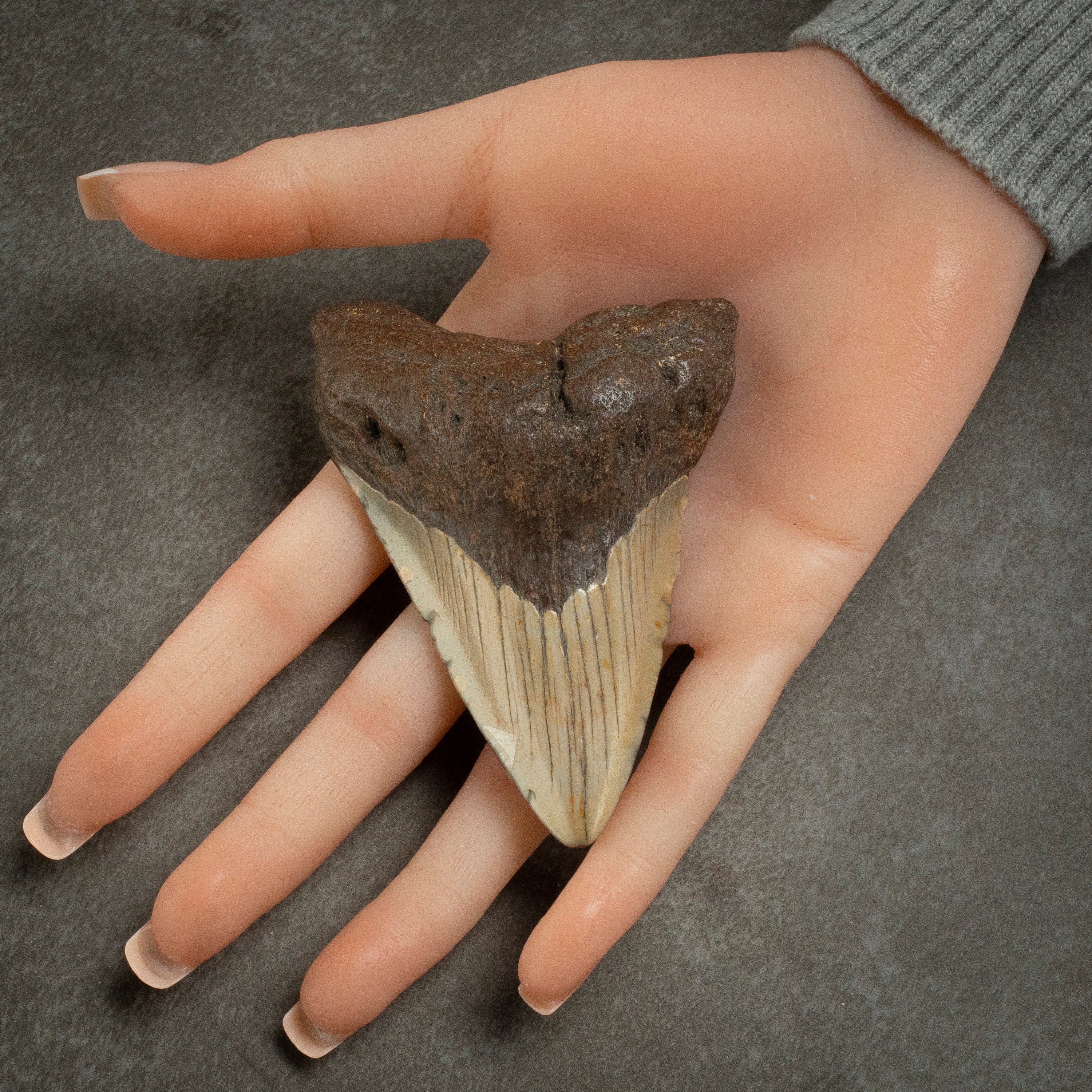 Kalifano Megalodon Teeth Megalodon Tooth from South Carolina - 3.4" ST1400.042