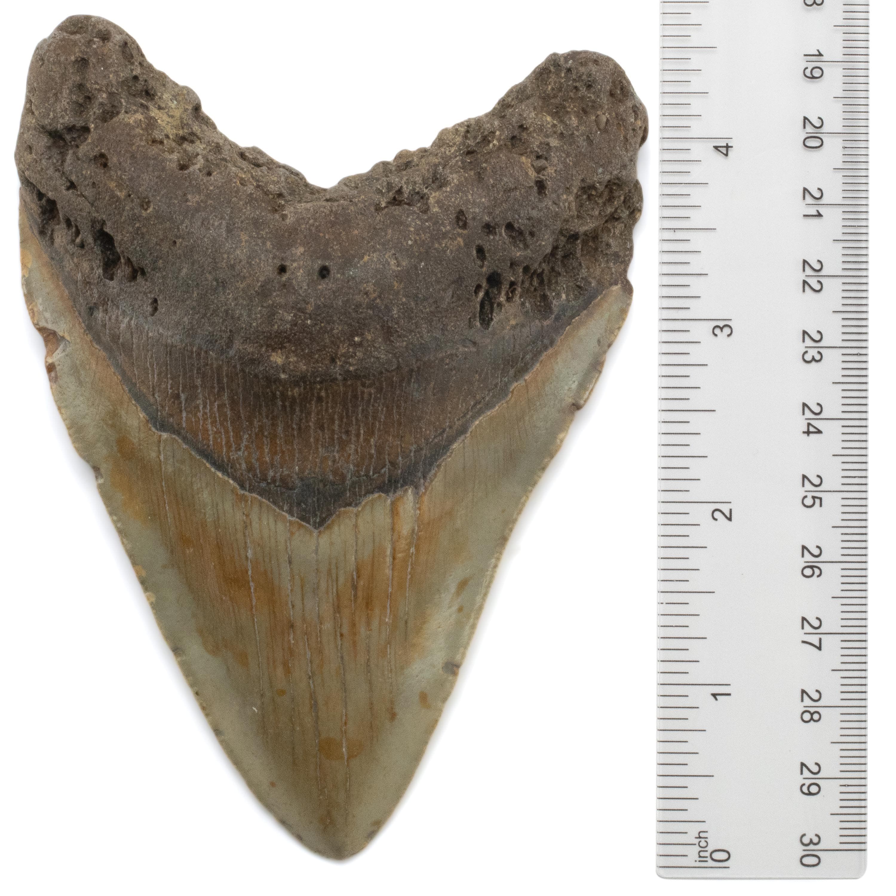 Kalifano Megalodon Teeth Megalodon Tooth from South Carolina - 3.4" ST2000.090