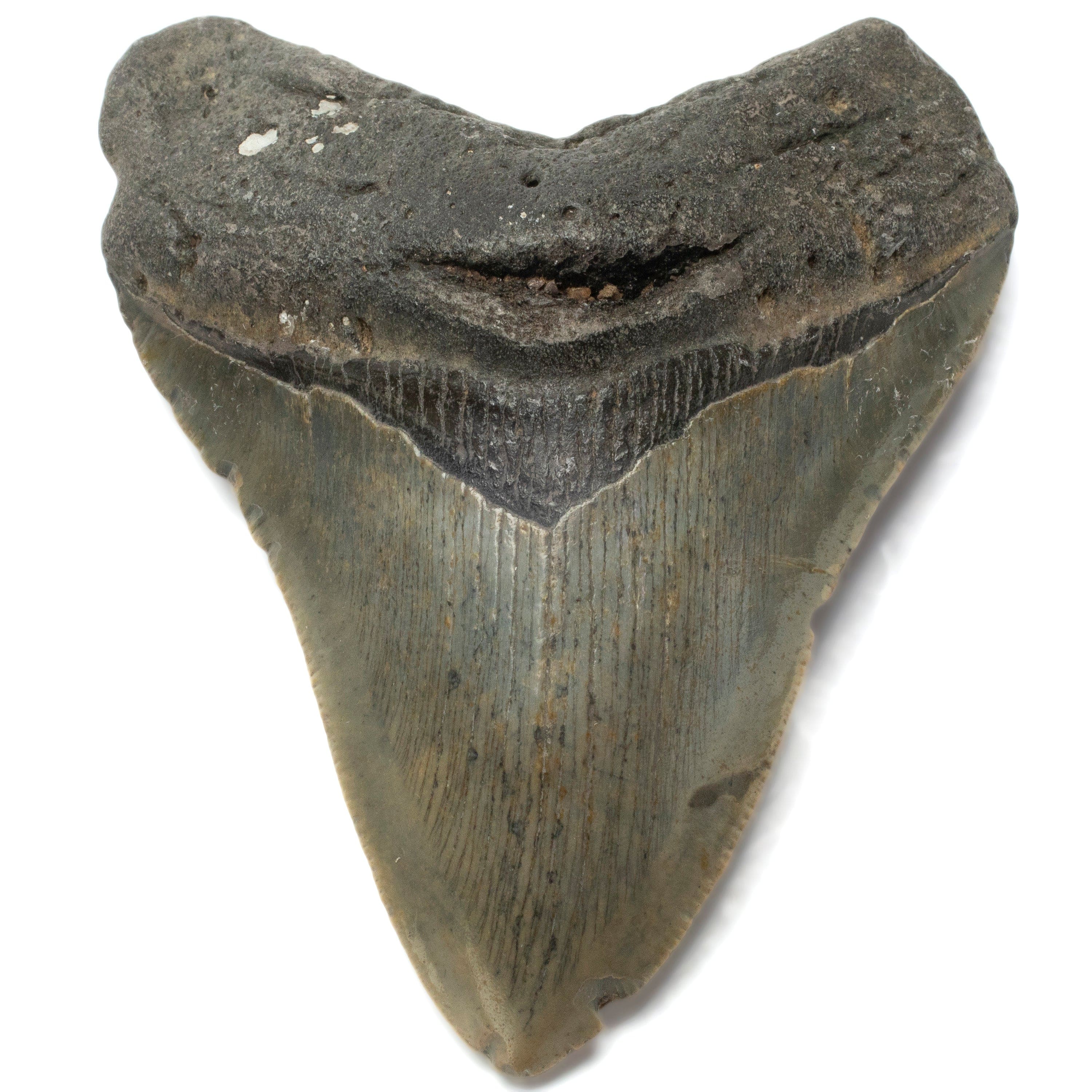 Kalifano Megalodon Teeth Megalodon Tooth from South Carolina - 3.5" ST1400.041