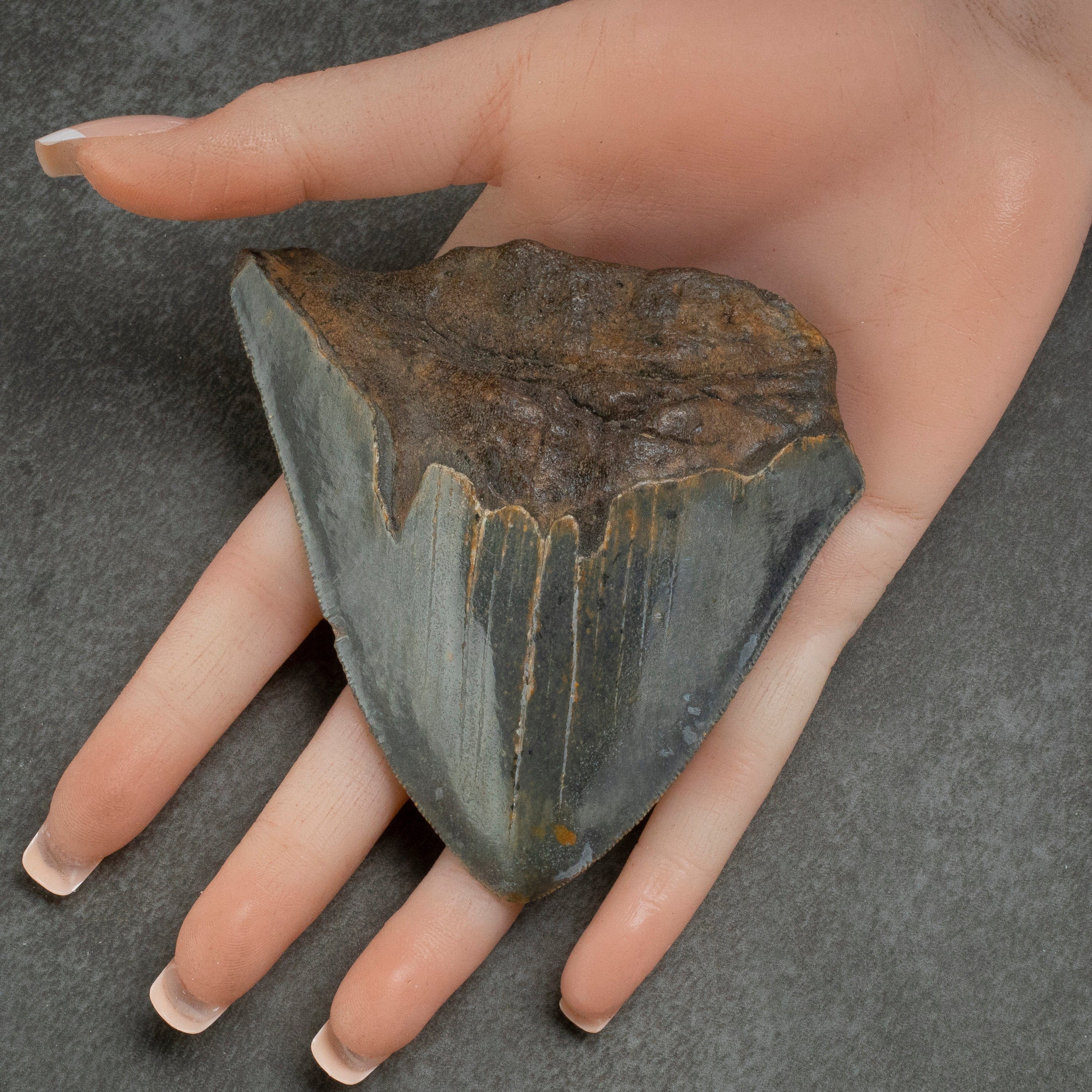 Kalifano Megalodon Teeth Megalodon Tooth from South Carolina - 3.6" ST1100.006