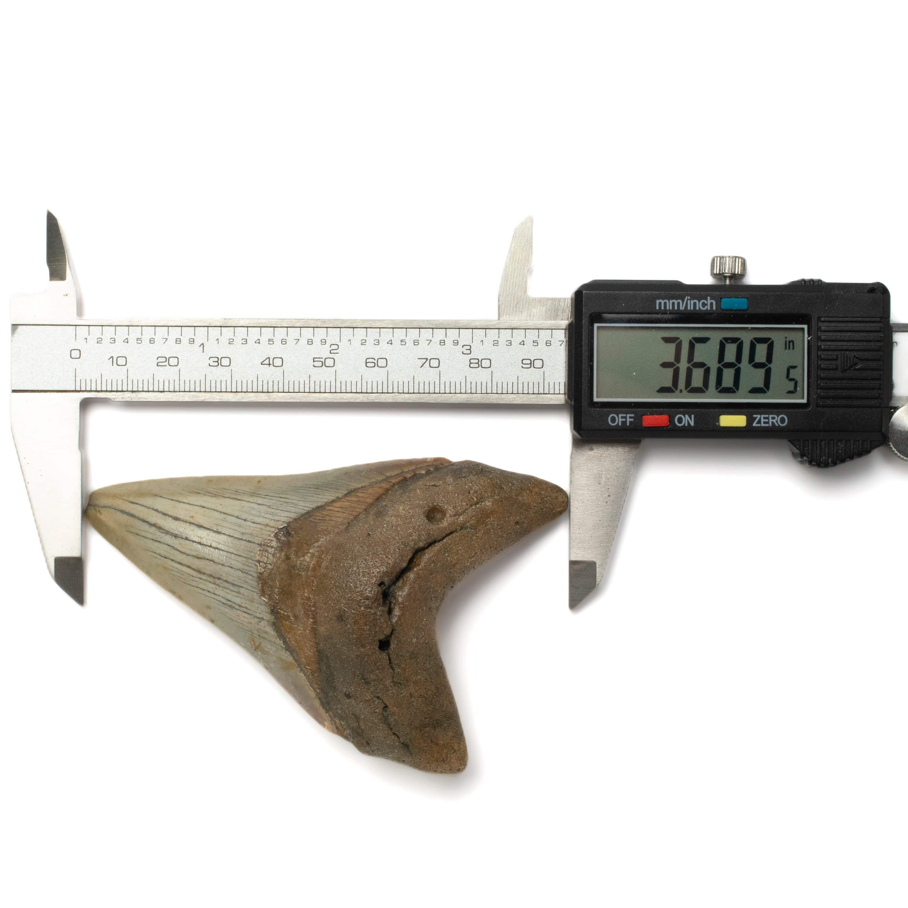 Kalifano Megalodon Teeth Megalodon Tooth from South Carolina - 3.6" ST1400.036