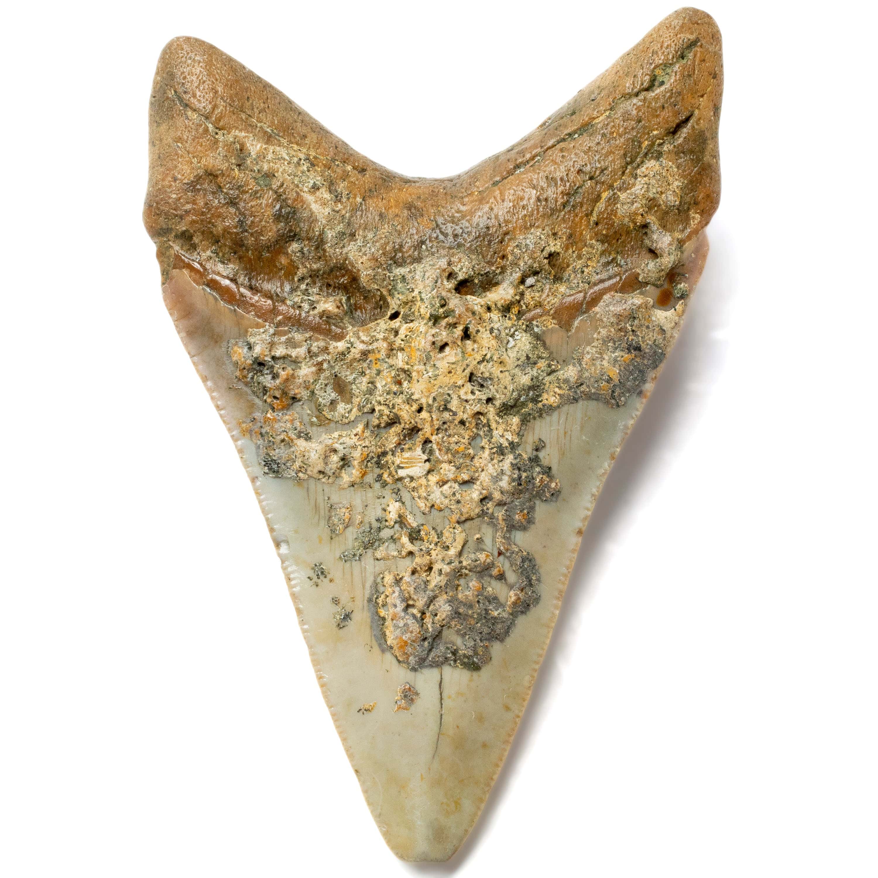 Kalifano Megalodon Teeth Megalodon Tooth from South Carolina - 3.6" ST1400.036