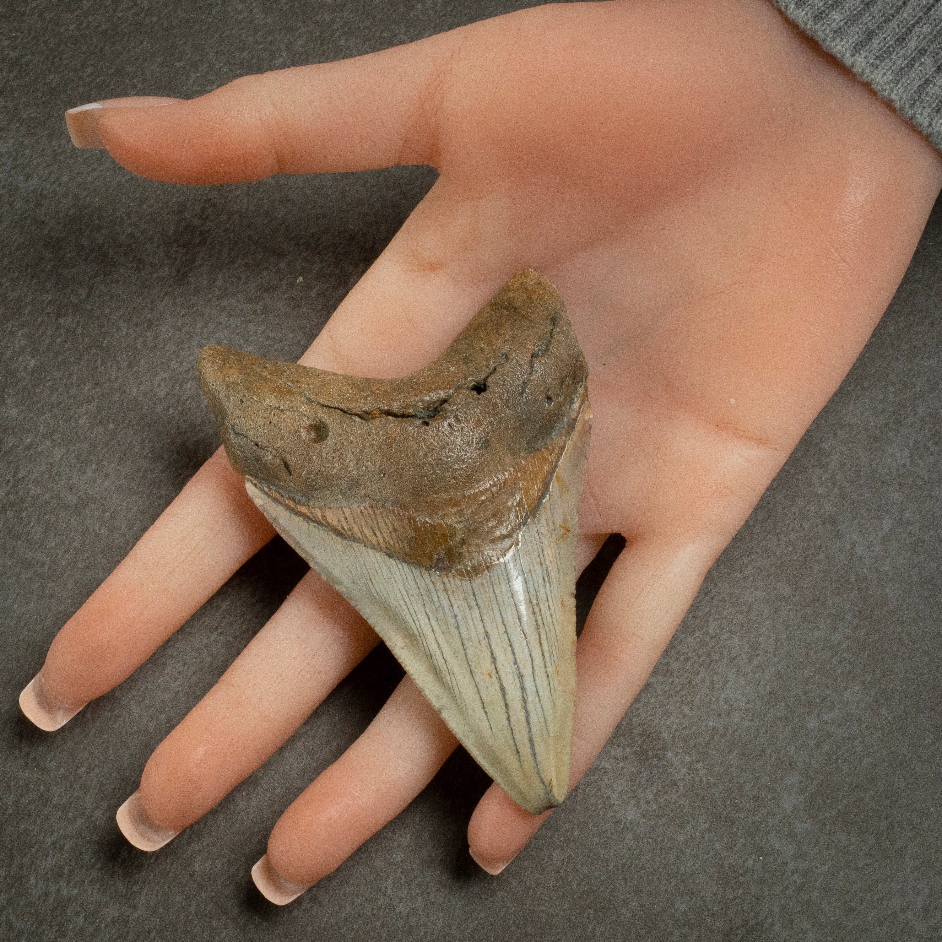 Kalifano Megalodon Teeth Megalodon Tooth from South Carolina - 3.6" ST1400.036