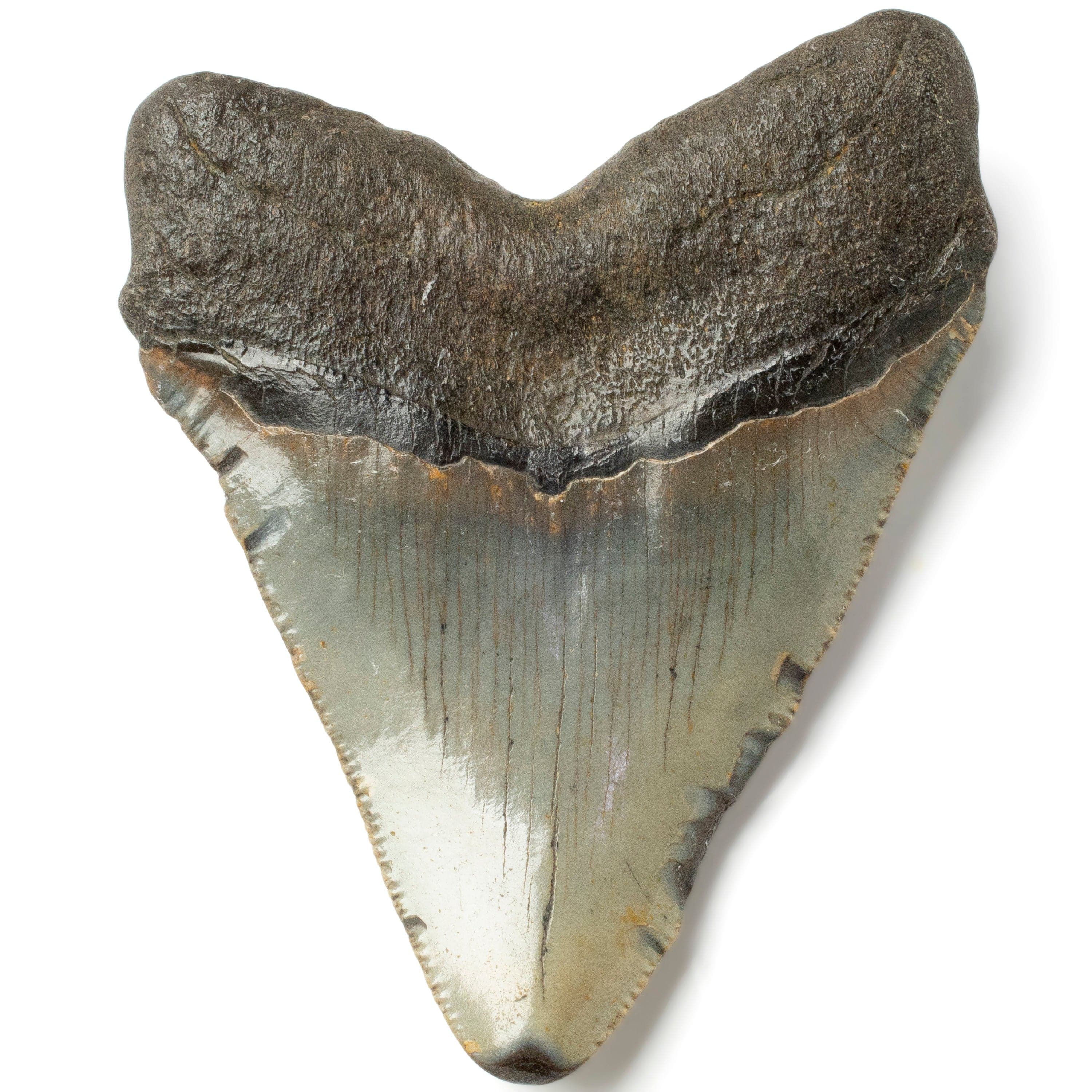 Kalifano Megalodon Teeth Megalodon Tooth from South Carolina - 3.6" ST1400.044