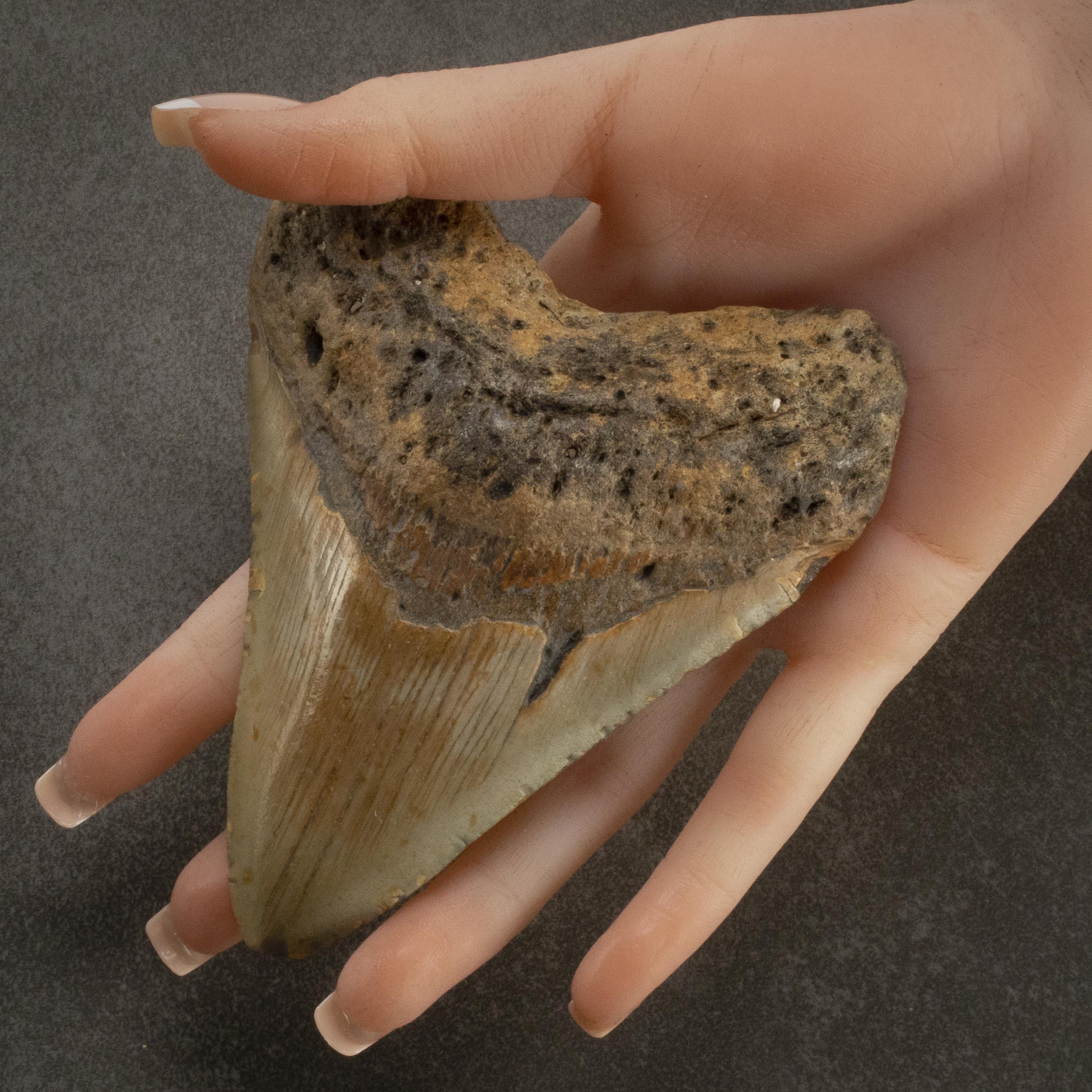Kalifano Megalodon Teeth Megalodon Tooth from South Carolina - 3.6" ST2000.087