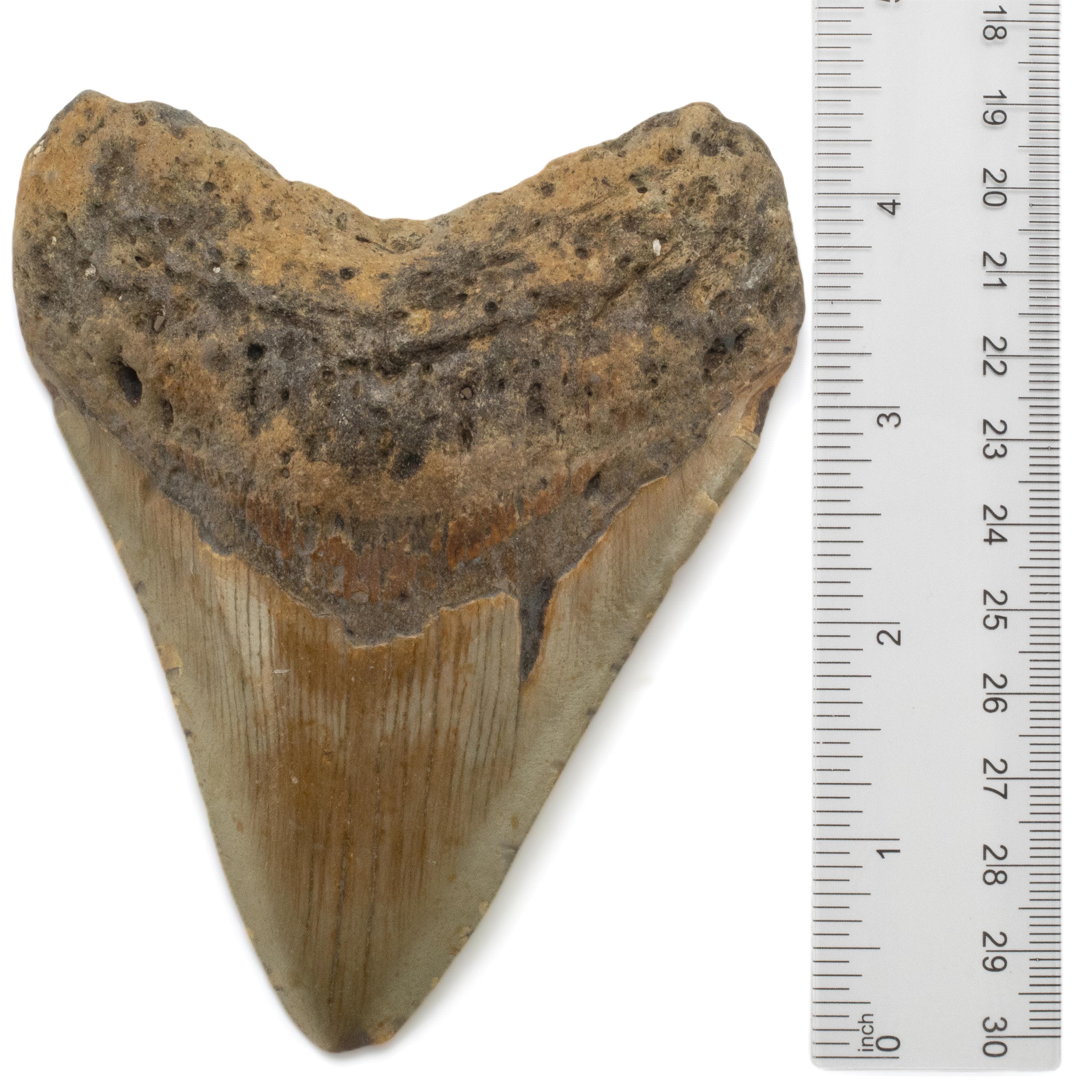 Kalifano Megalodon Teeth Megalodon Tooth from South Carolina - 3.6" ST2000.087