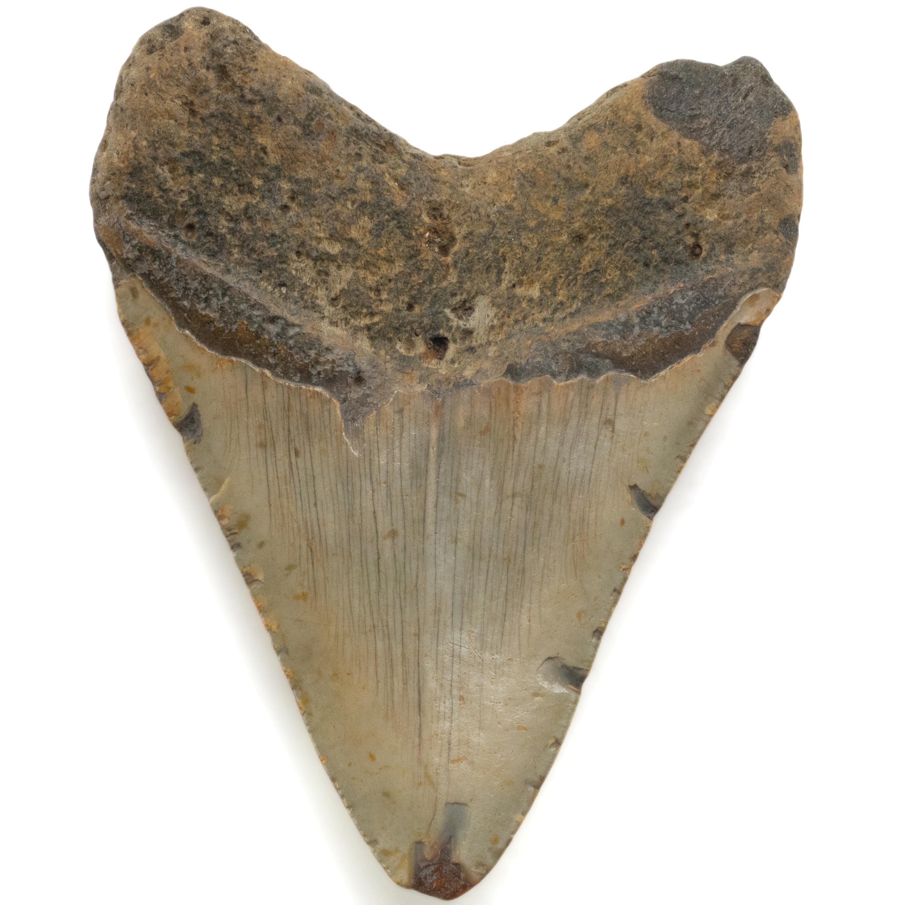 Kalifano Megalodon Teeth Megalodon Tooth from South Carolina - 3.6" ST2000.087