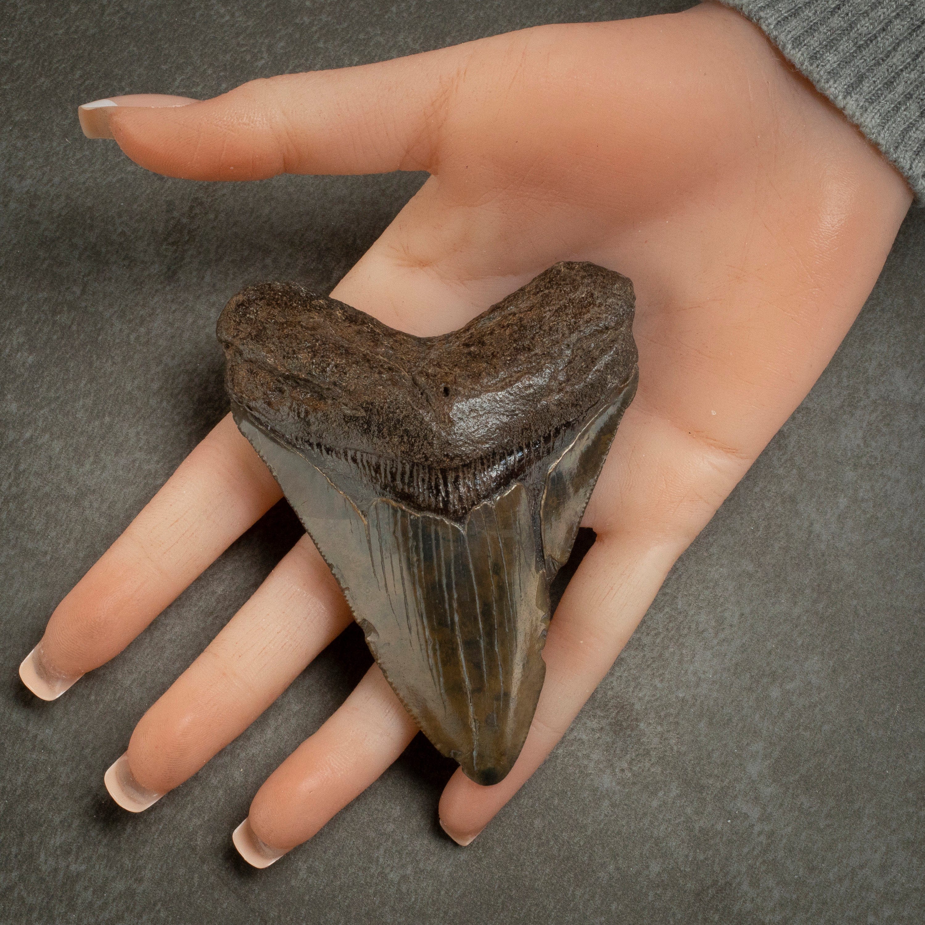 Kalifano Megalodon Teeth Megalodon Tooth from South Carolina - 3.7" ST1400.047