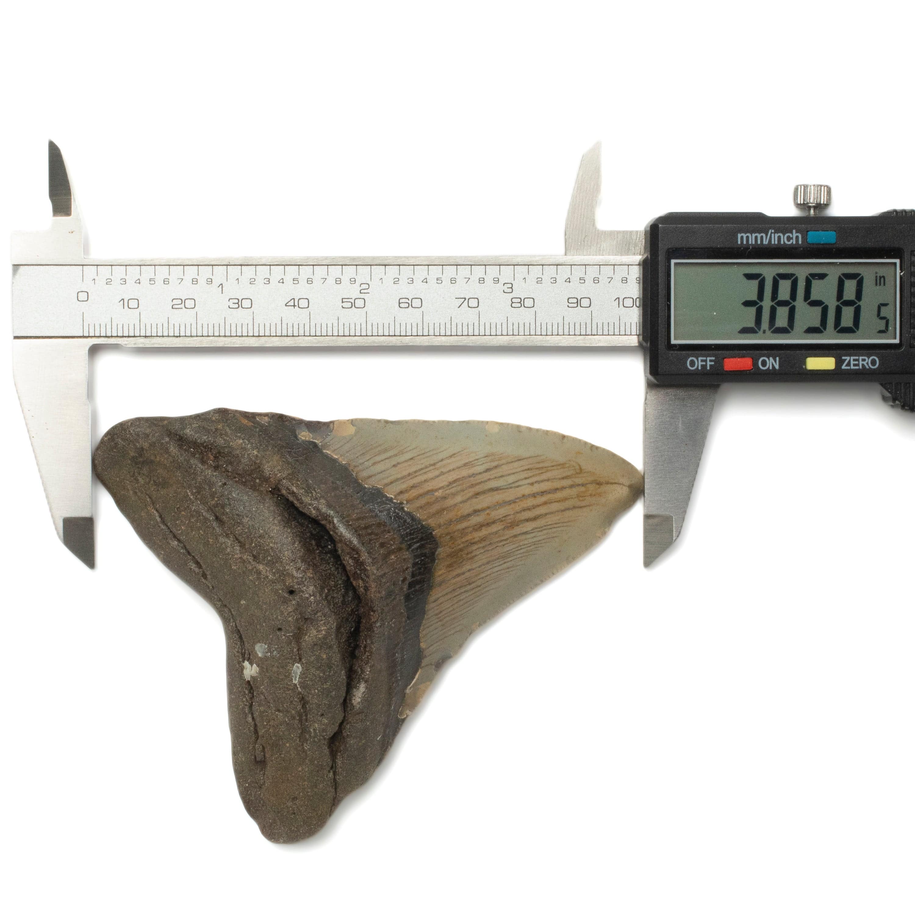 Kalifano Megalodon Teeth Megalodon Tooth from South Carolina - 3.8" ST1400.040