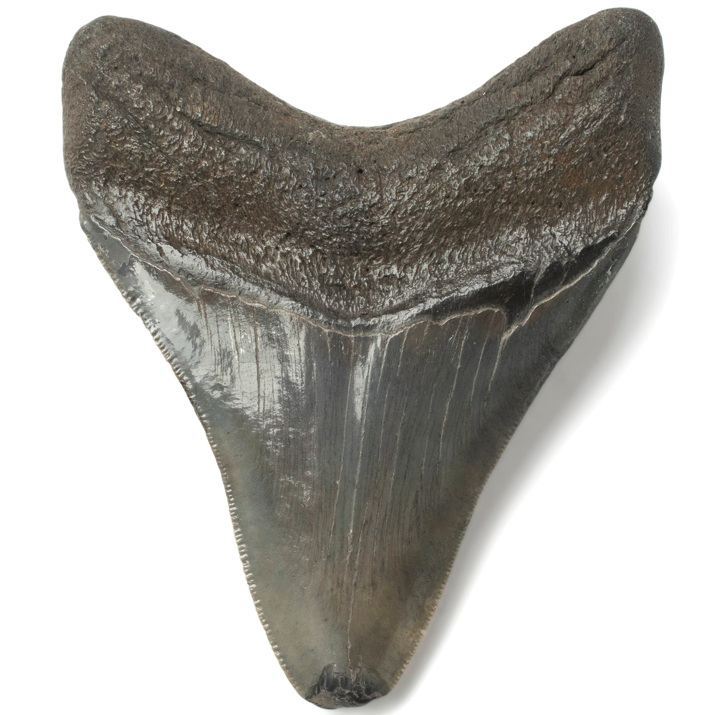 Kalifano Megalodon Teeth Megalodon Tooth from South Carolina - 3.8" ST1600.027