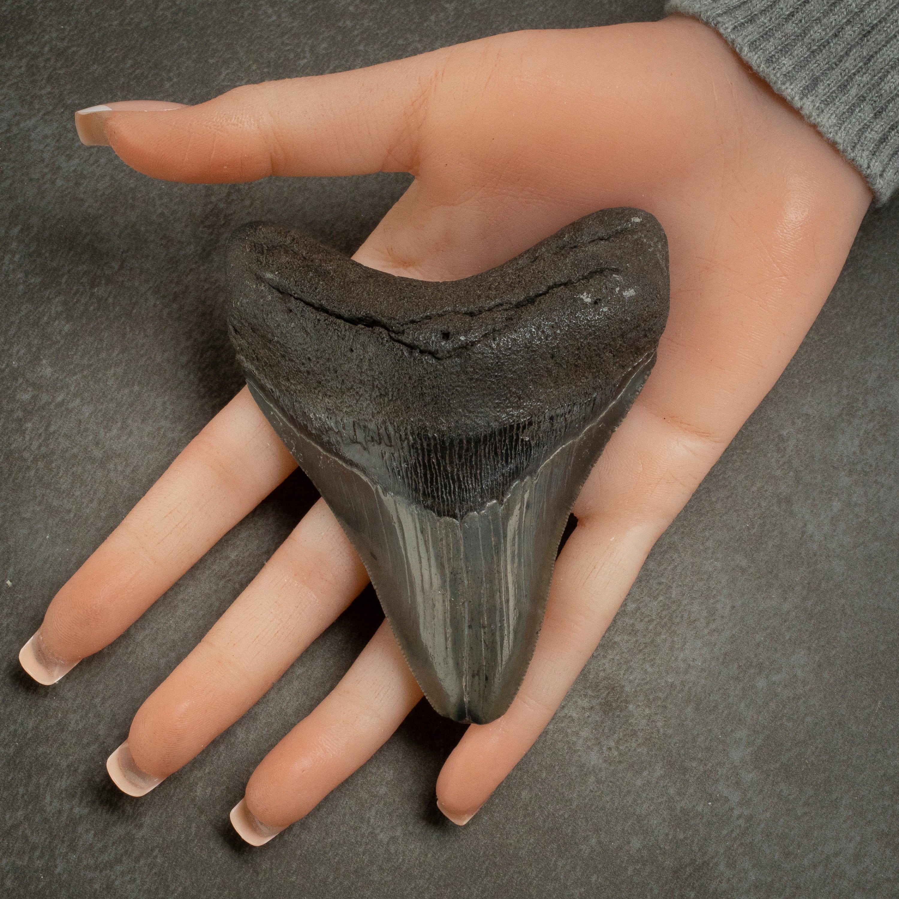 Kalifano Megalodon Teeth Megalodon Tooth from South Carolina - 3.8" ST1600.027