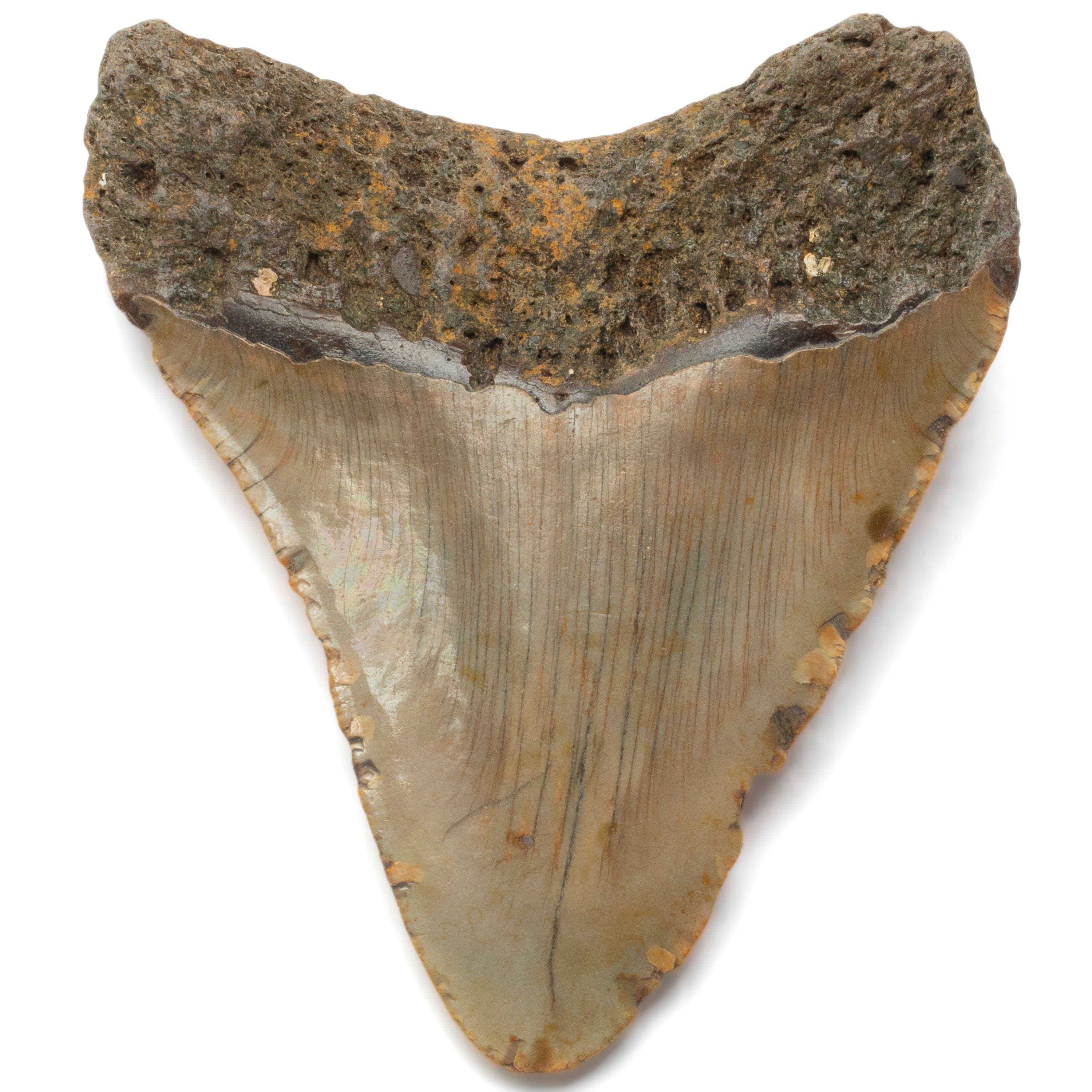 Kalifano Megalodon Teeth Megalodon Tooth from South Carolina - 3.8" ST1600.036
