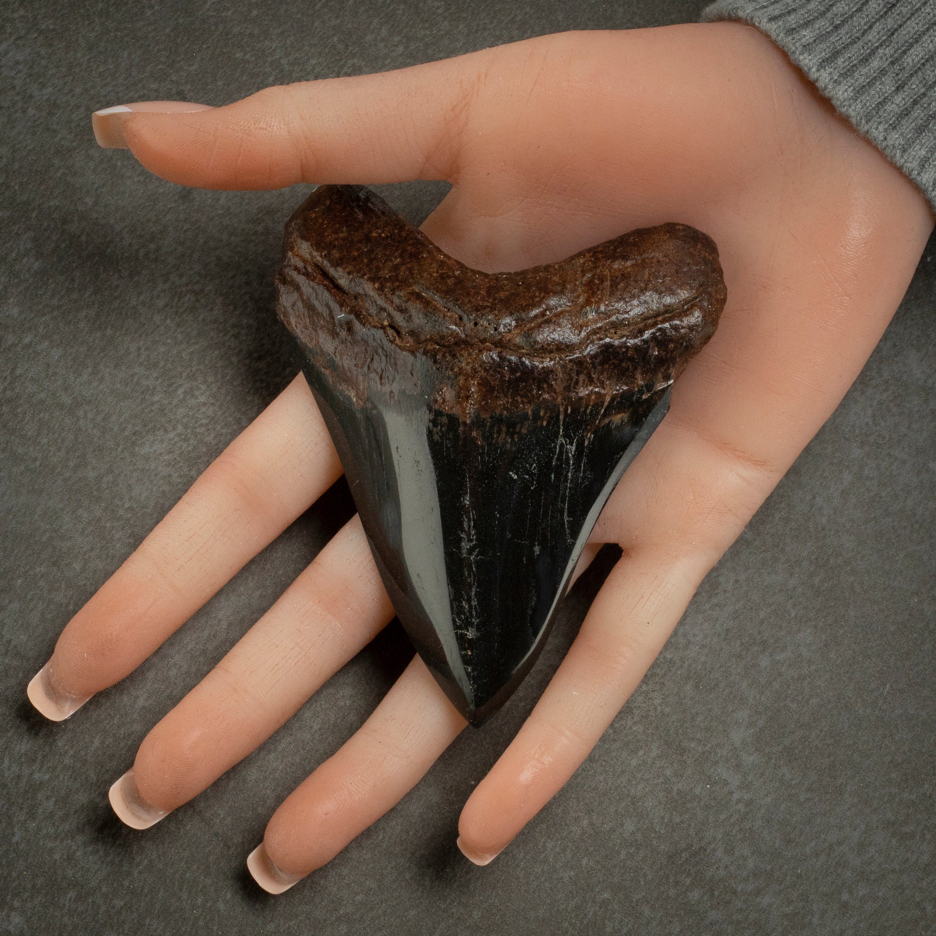 Kalifano Megalodon Teeth Megalodon Tooth from South Carolina - 3.8" ST2000.114